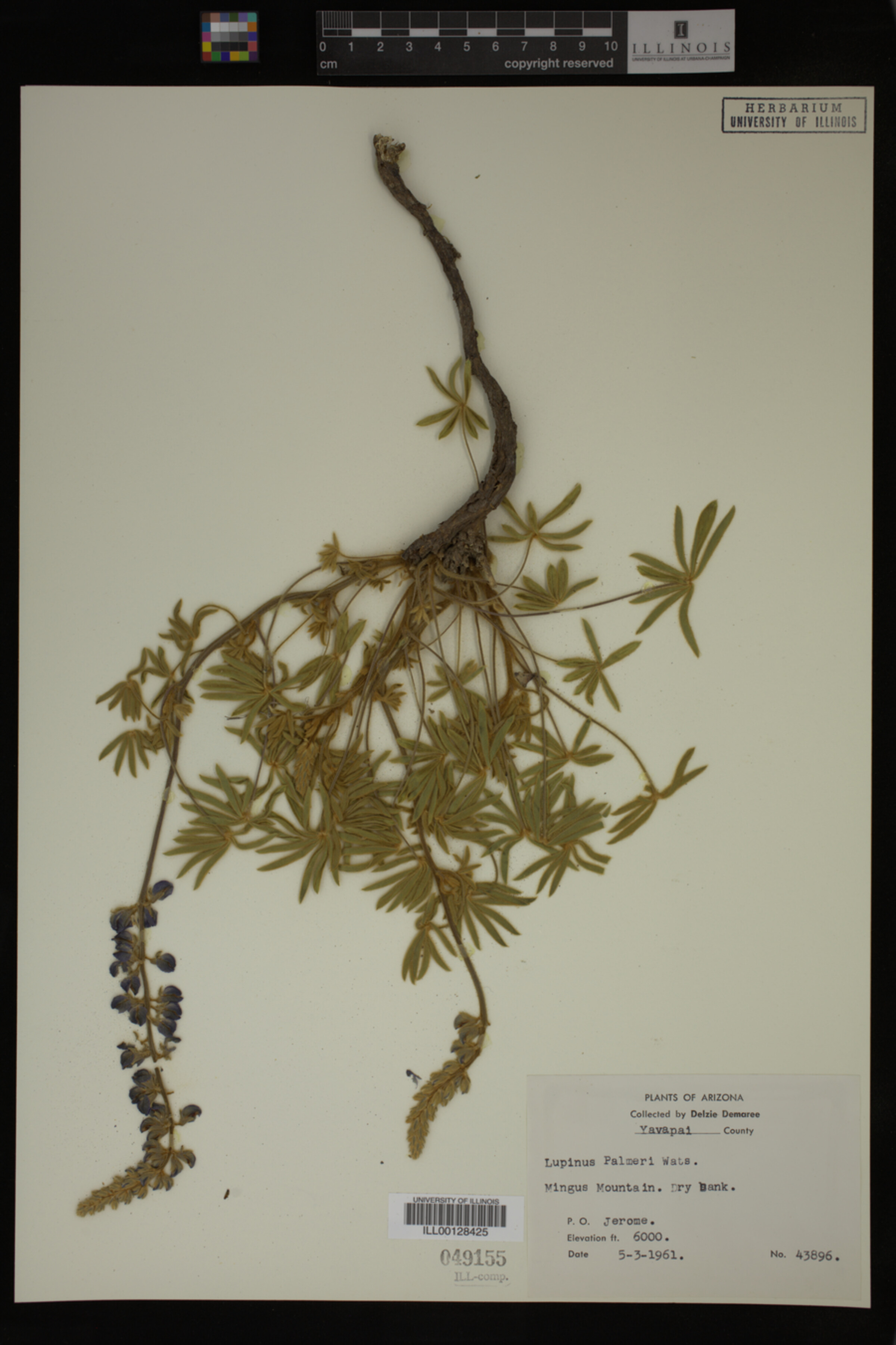 Lupinus palmeri image