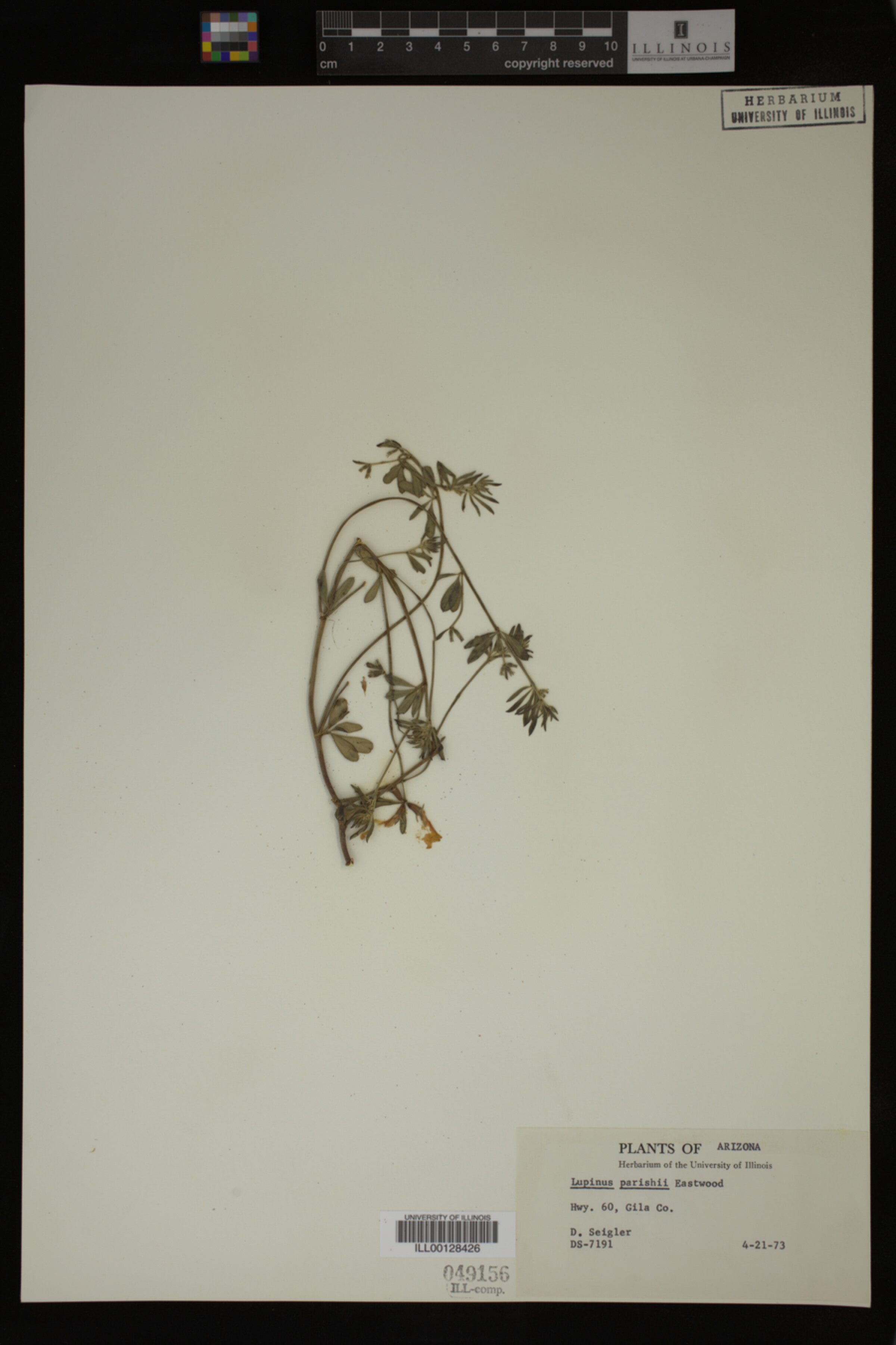 Lupinus parishii image