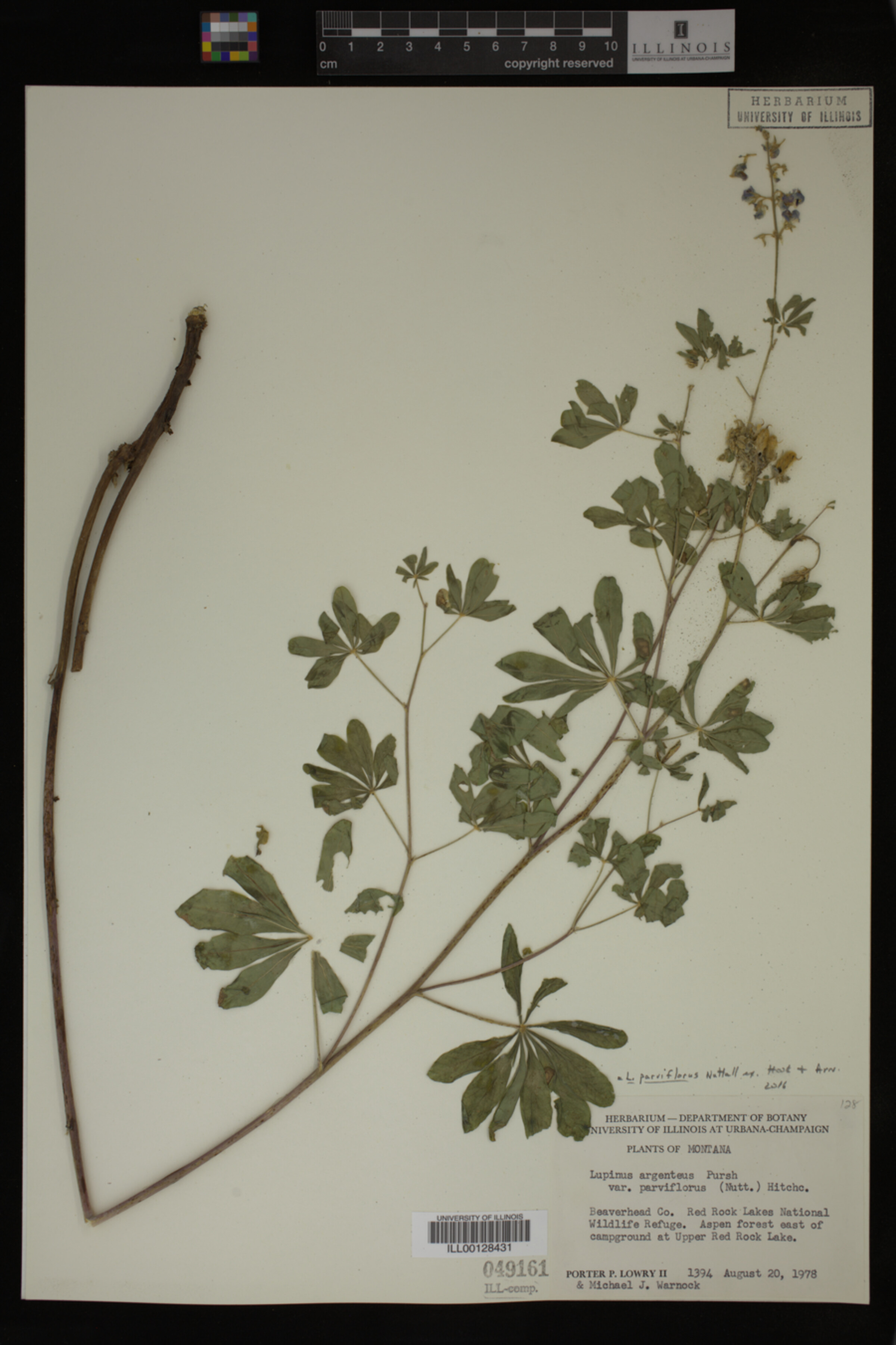 Lupinus parviflorus image