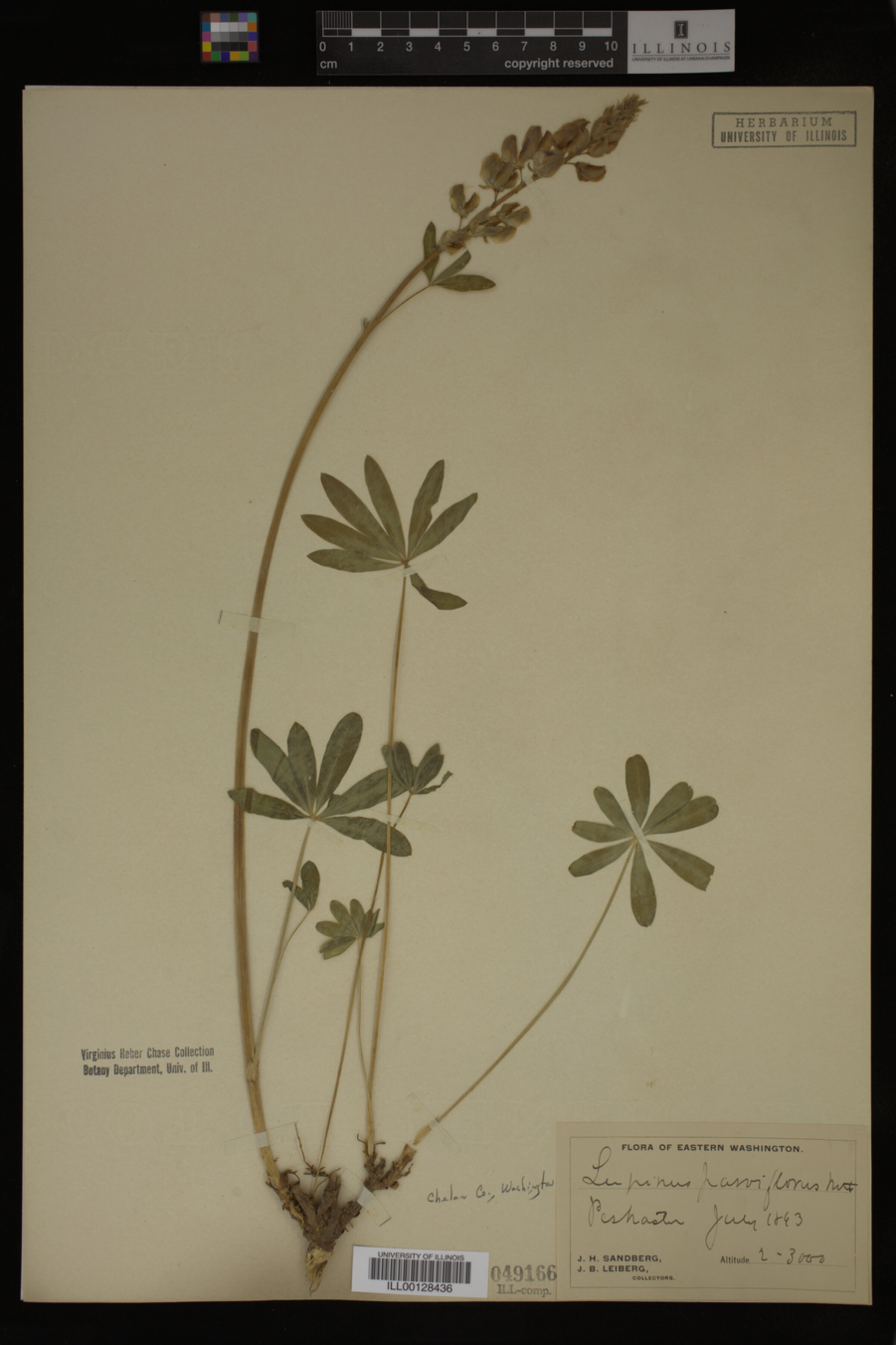 Lupinus parviflorus image