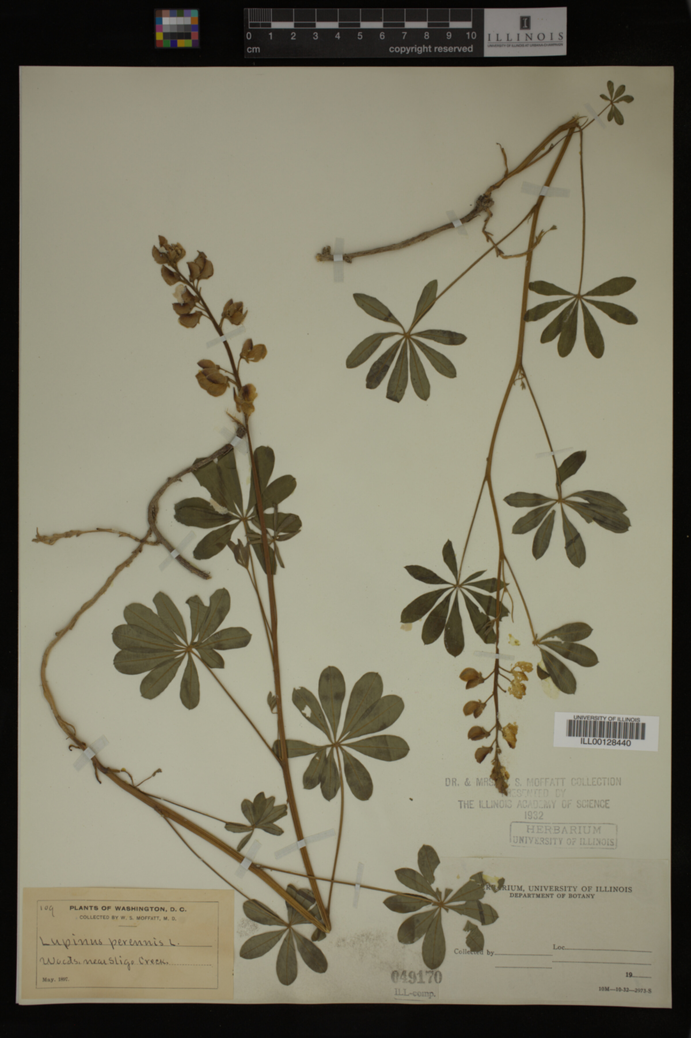 Lupinus perennis image