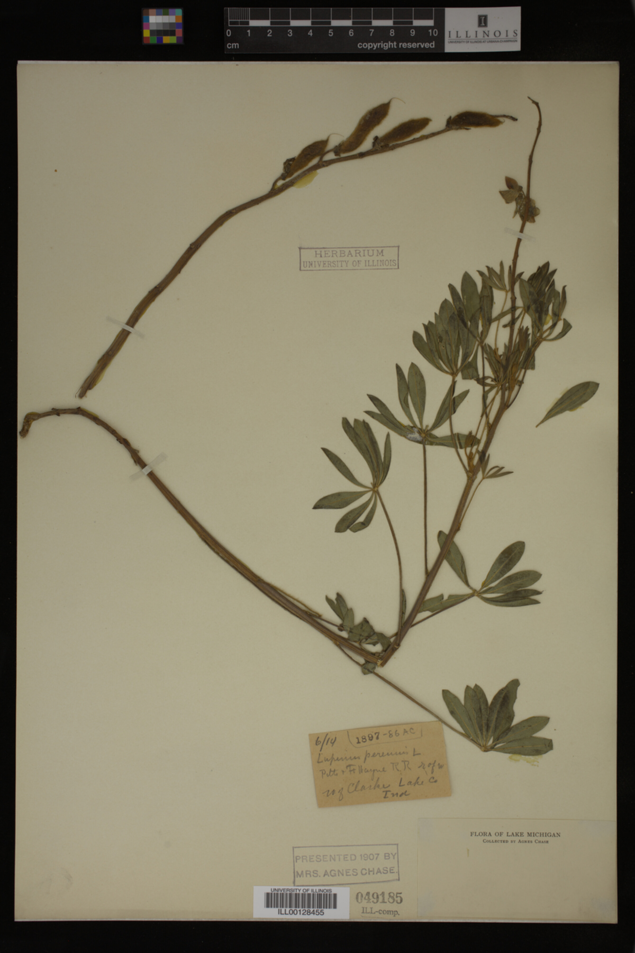 Lupinus perennis image