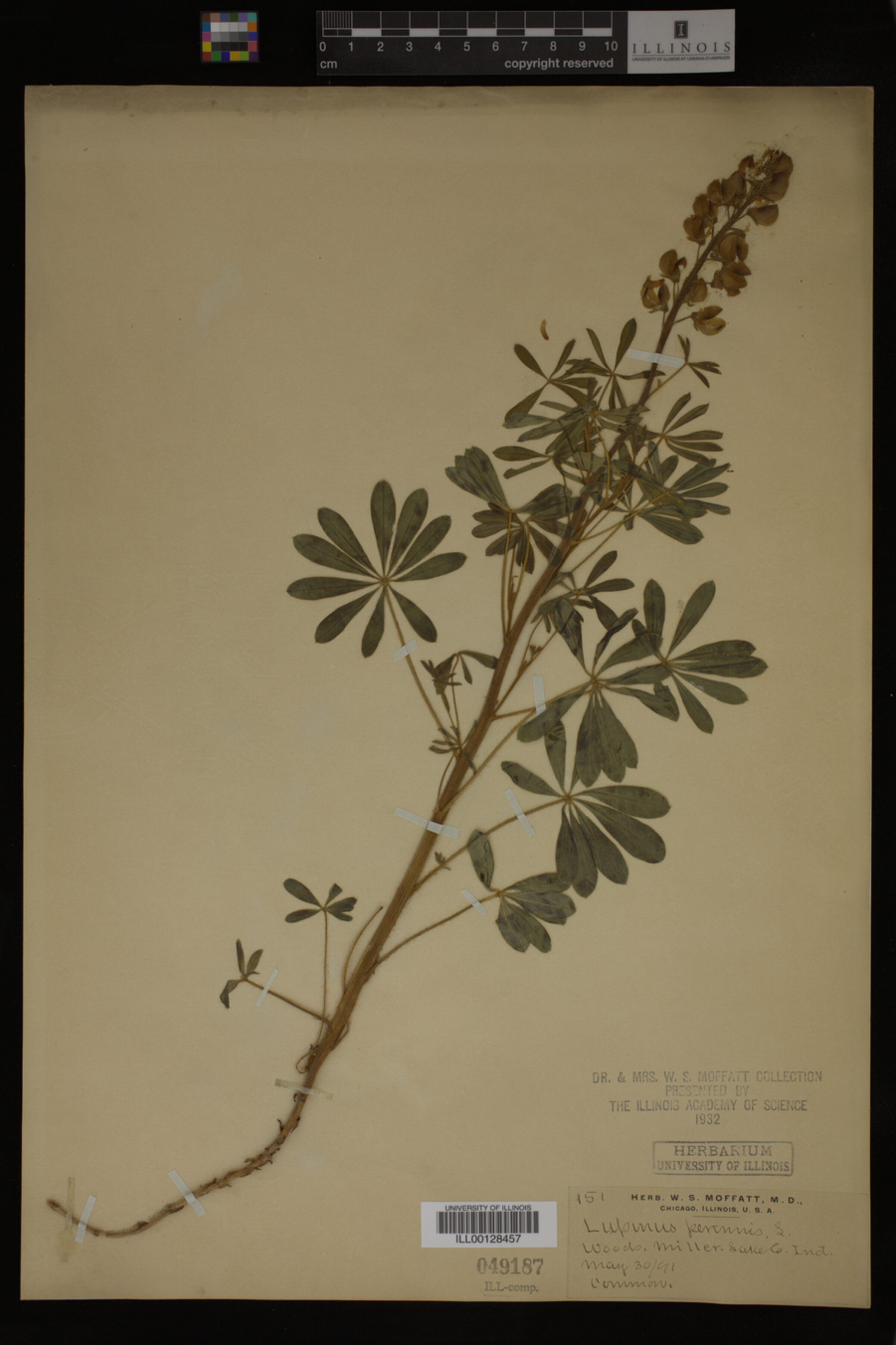 Lupinus perennis image