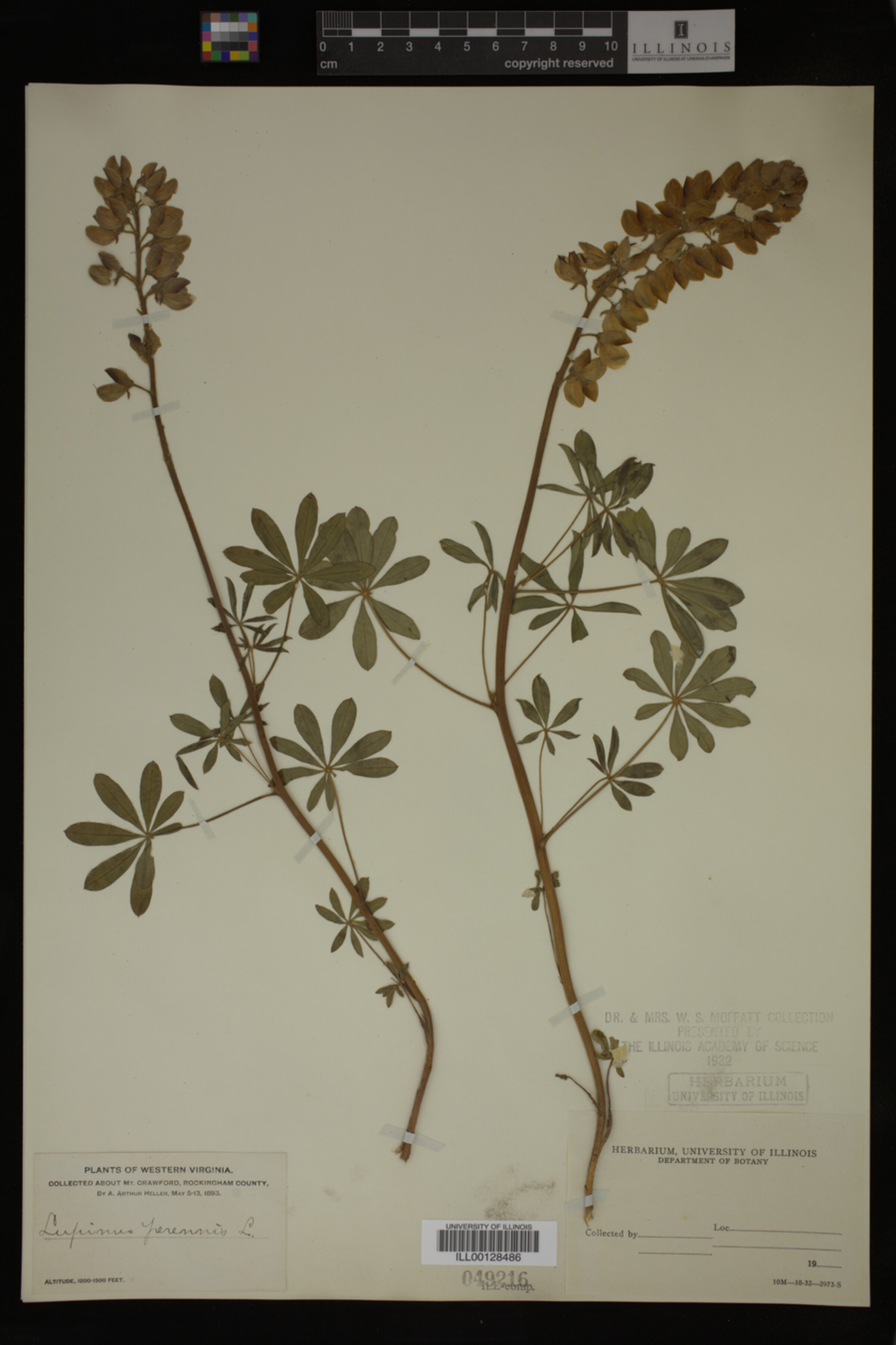Lupinus perennis image