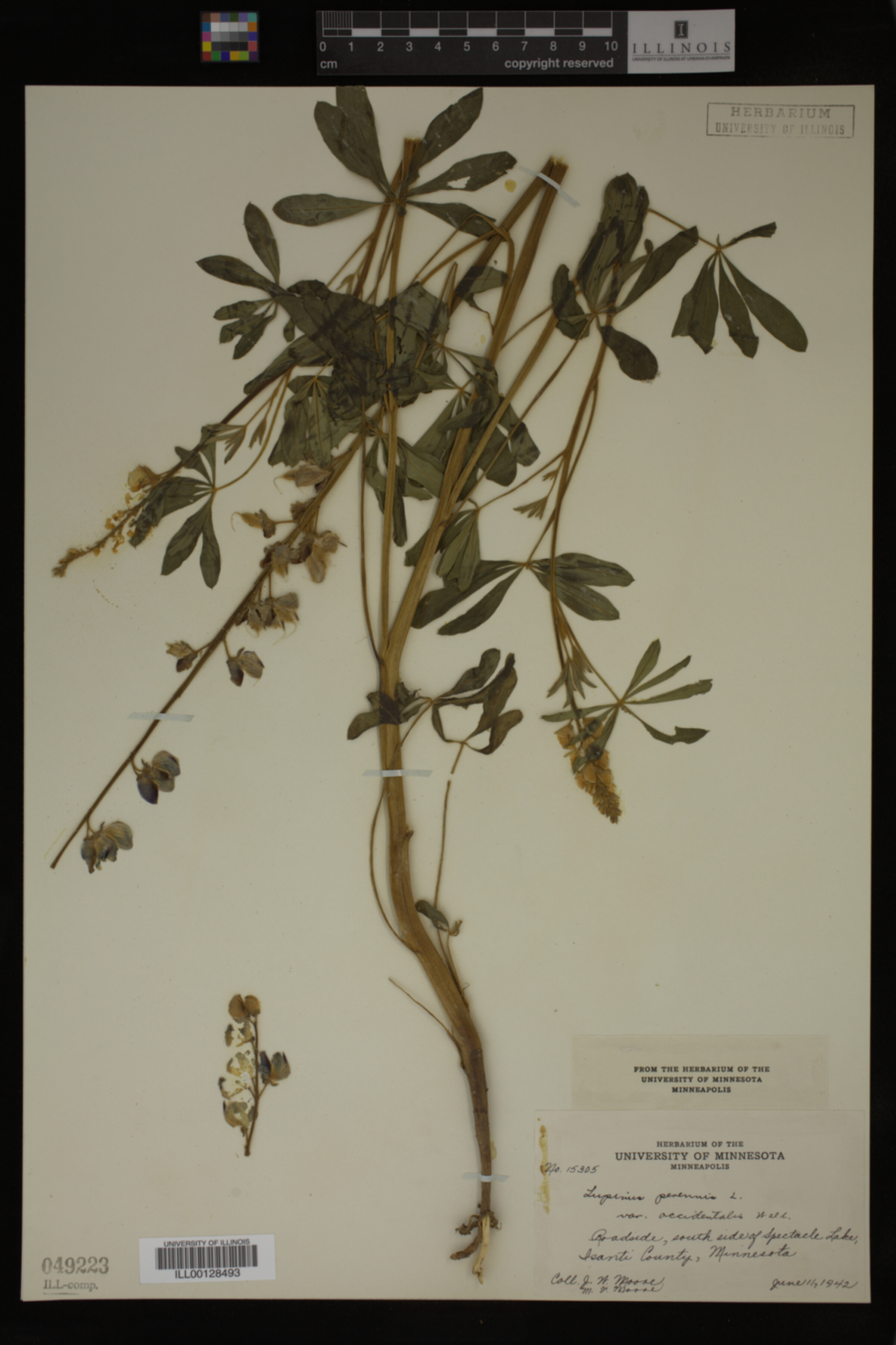 Lupinus perennis var. occidentalis image