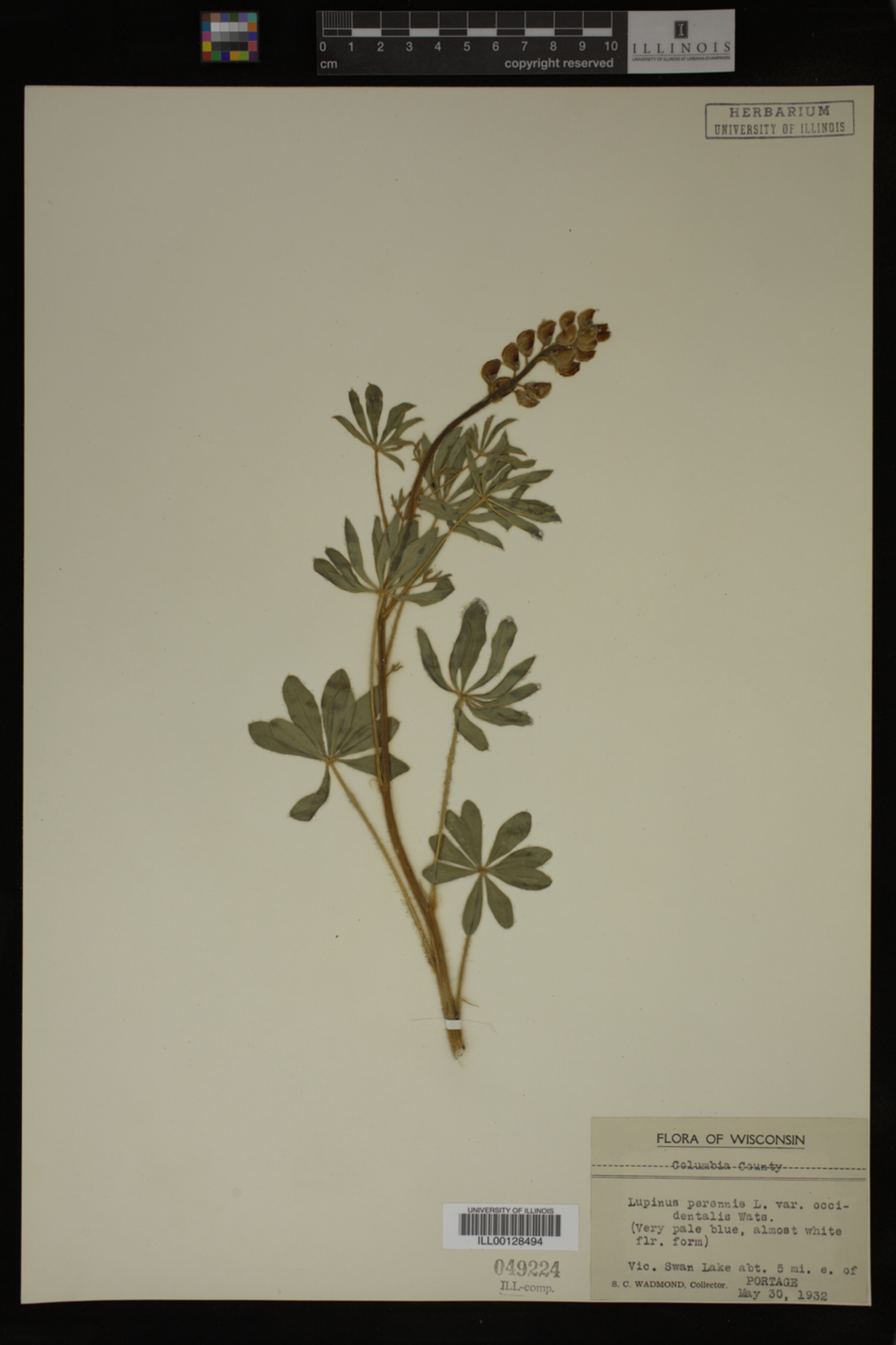Lupinus perennis ssp. perennis image