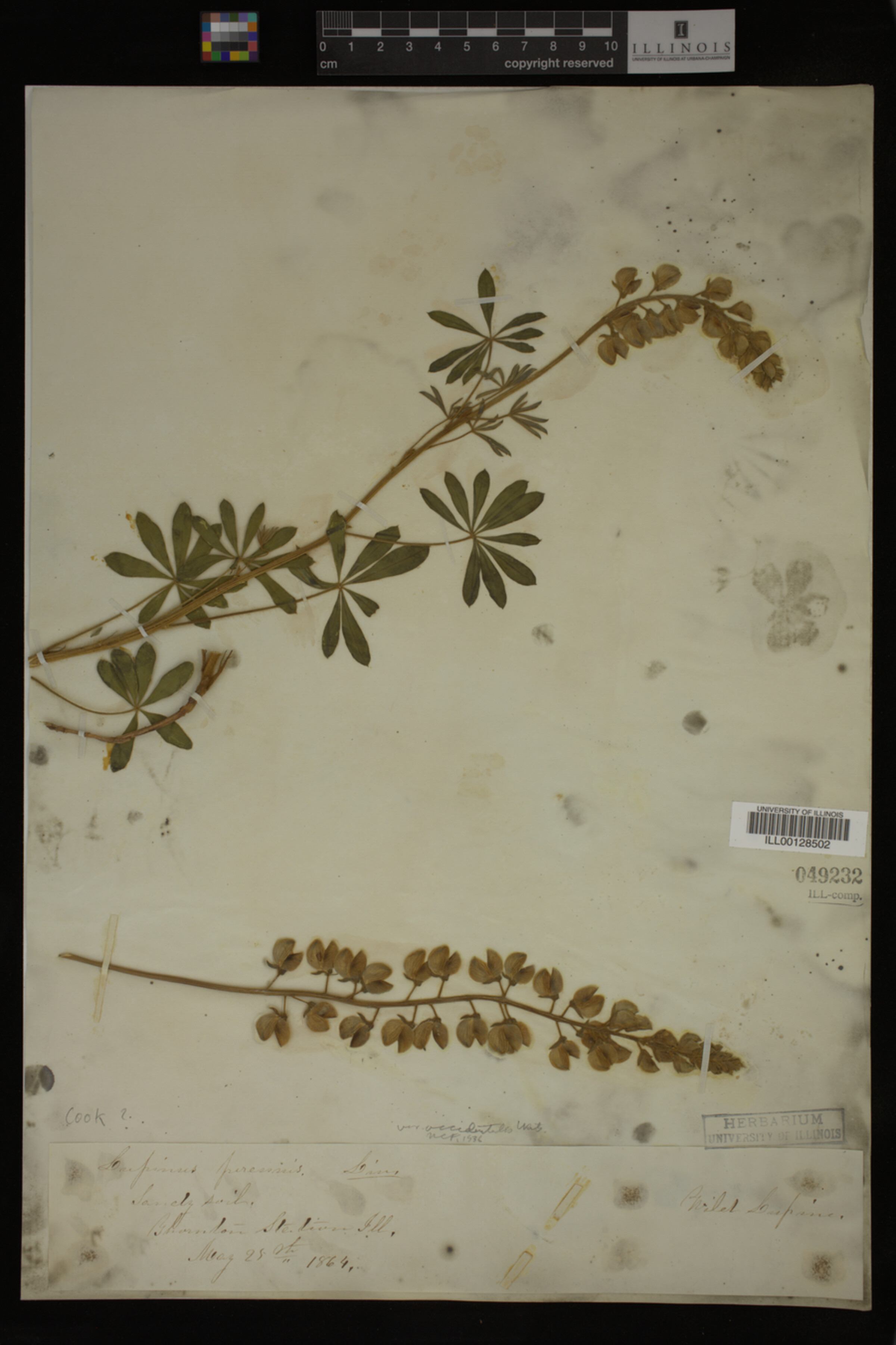 Lupinus perennis var. occidentalis image