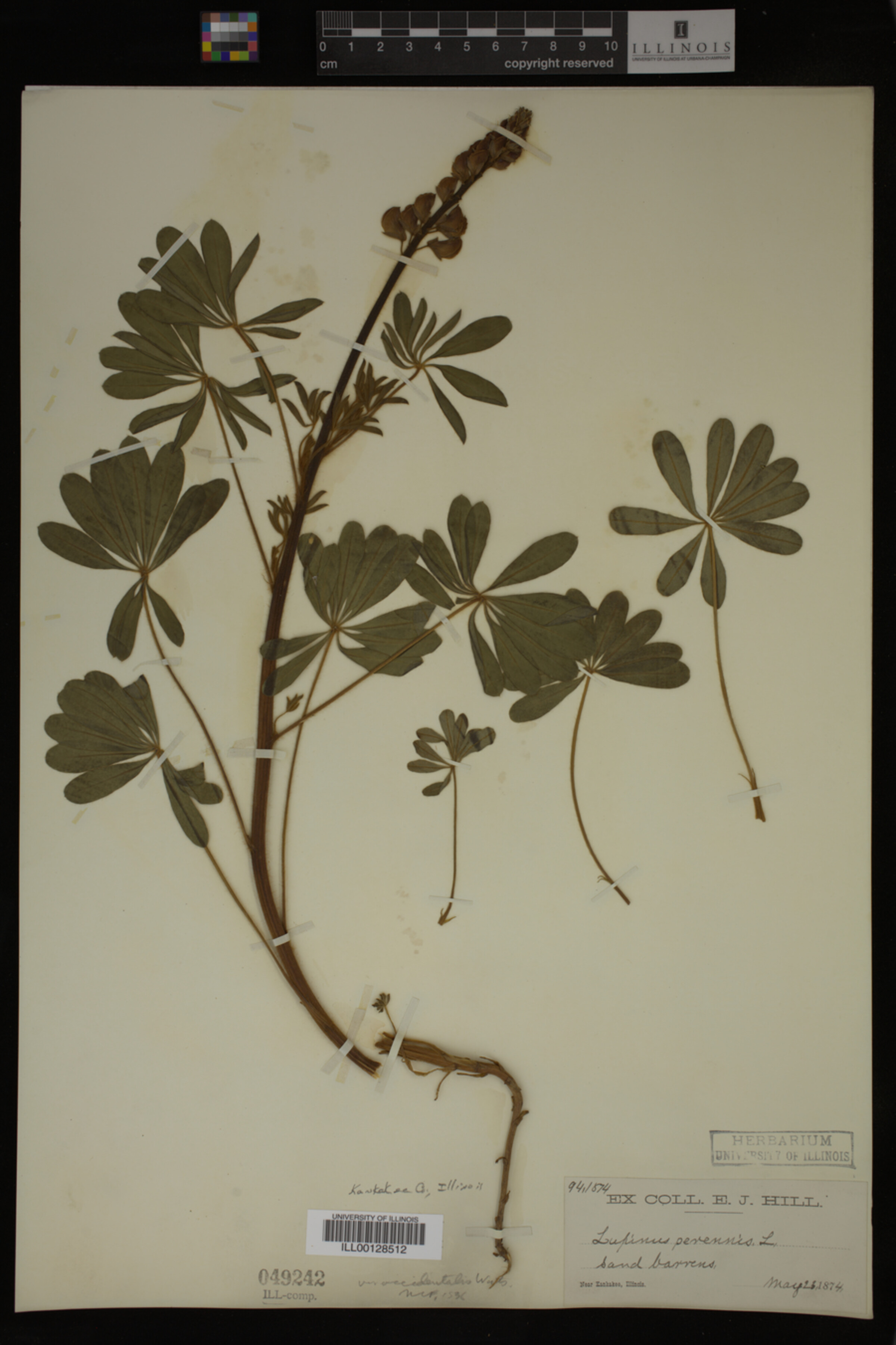 Lupinus perennis var. occidentalis image