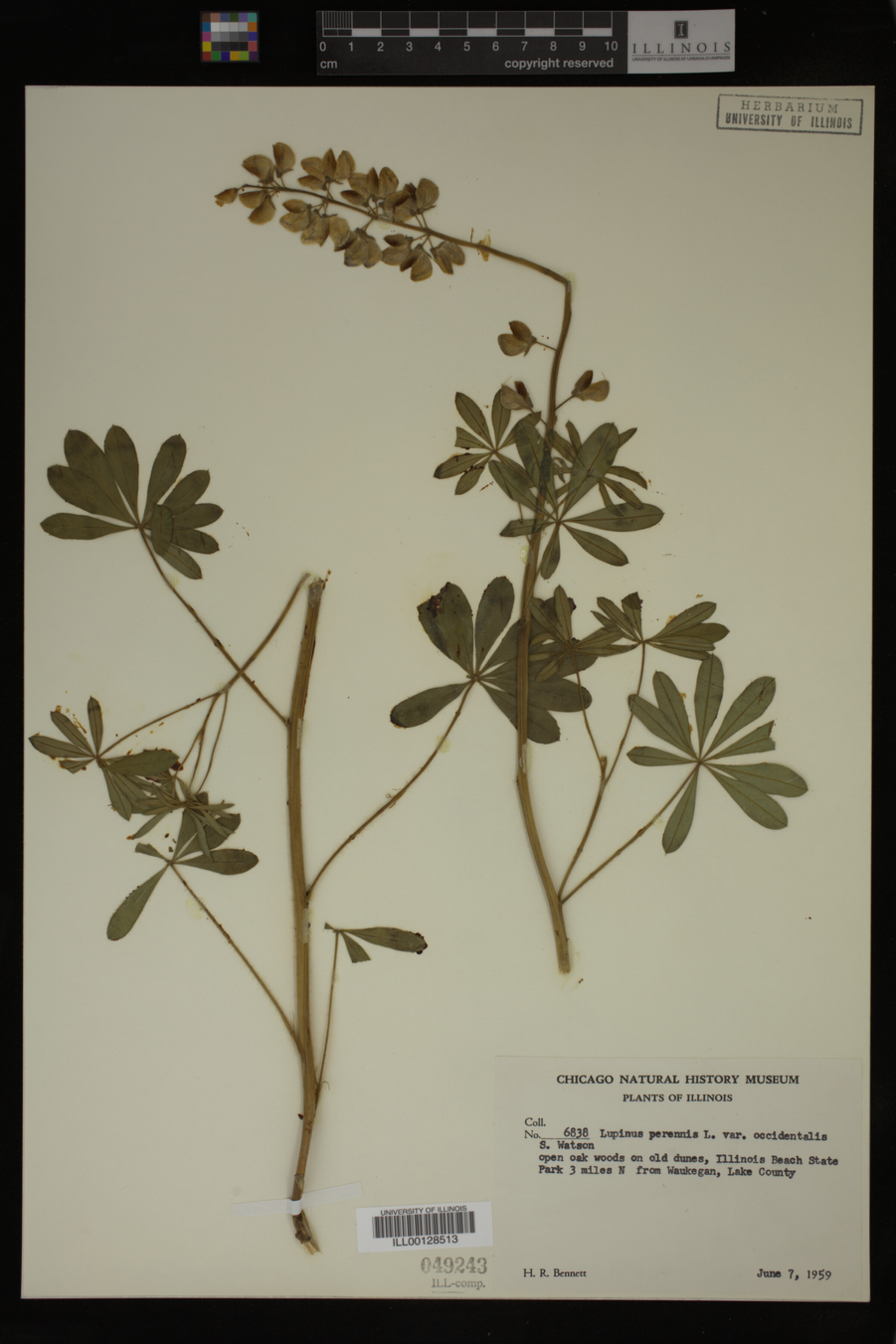 Lupinus perennis var. occidentalis image