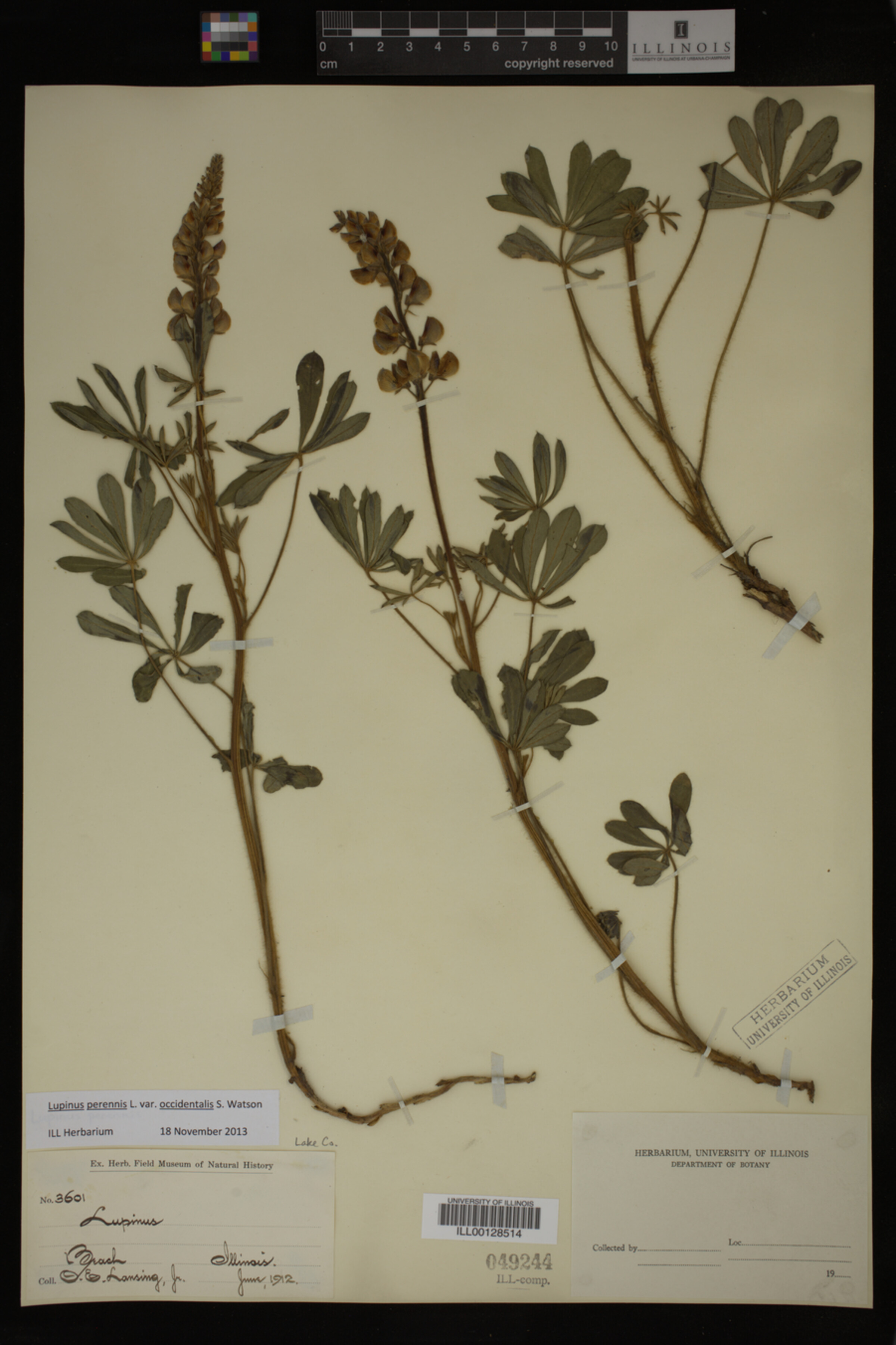 Lupinus perennis image