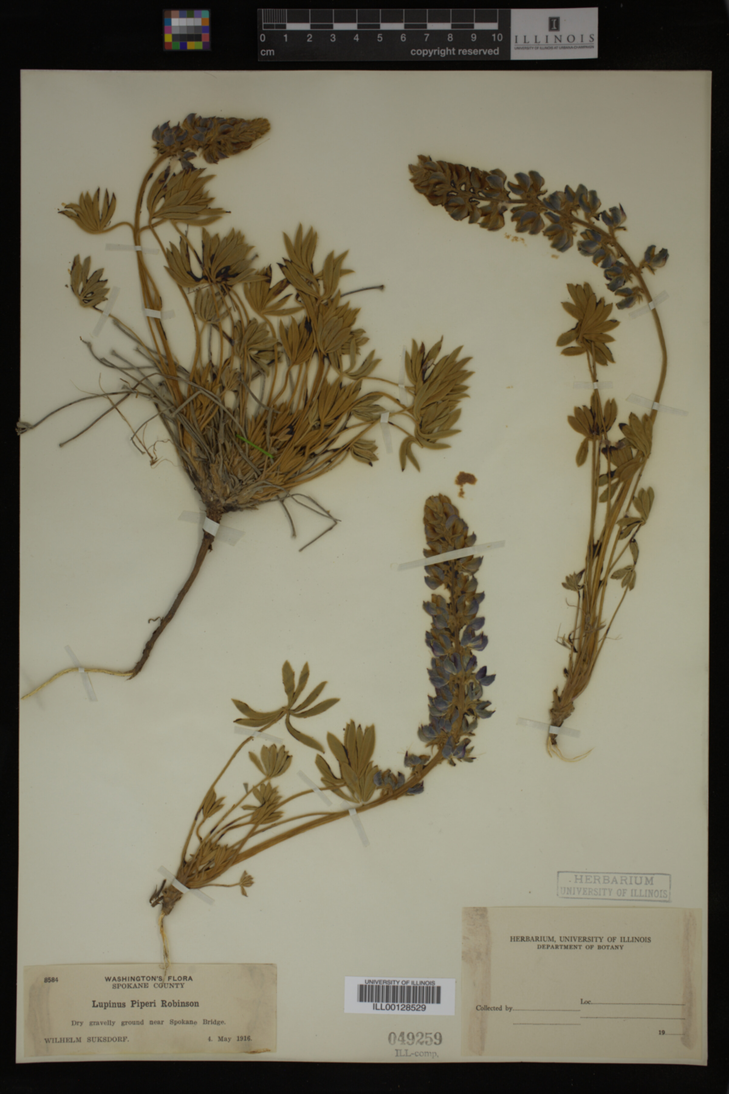 Lupinus minimus image