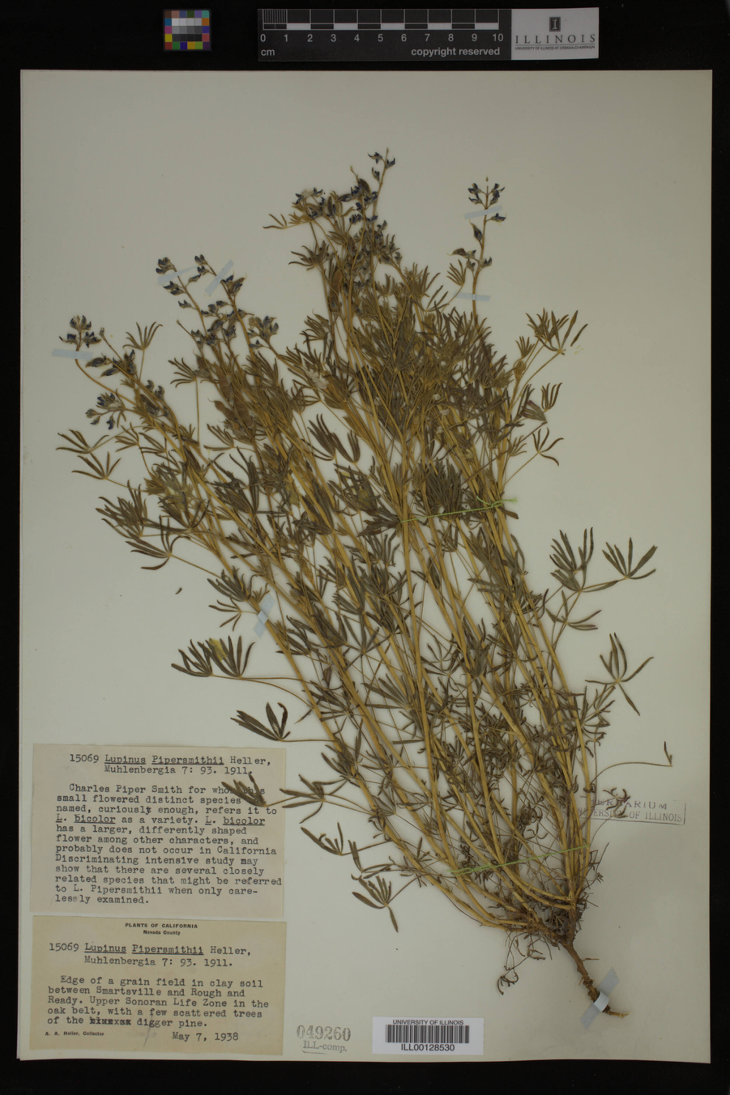 Lupinus pipersmithii image