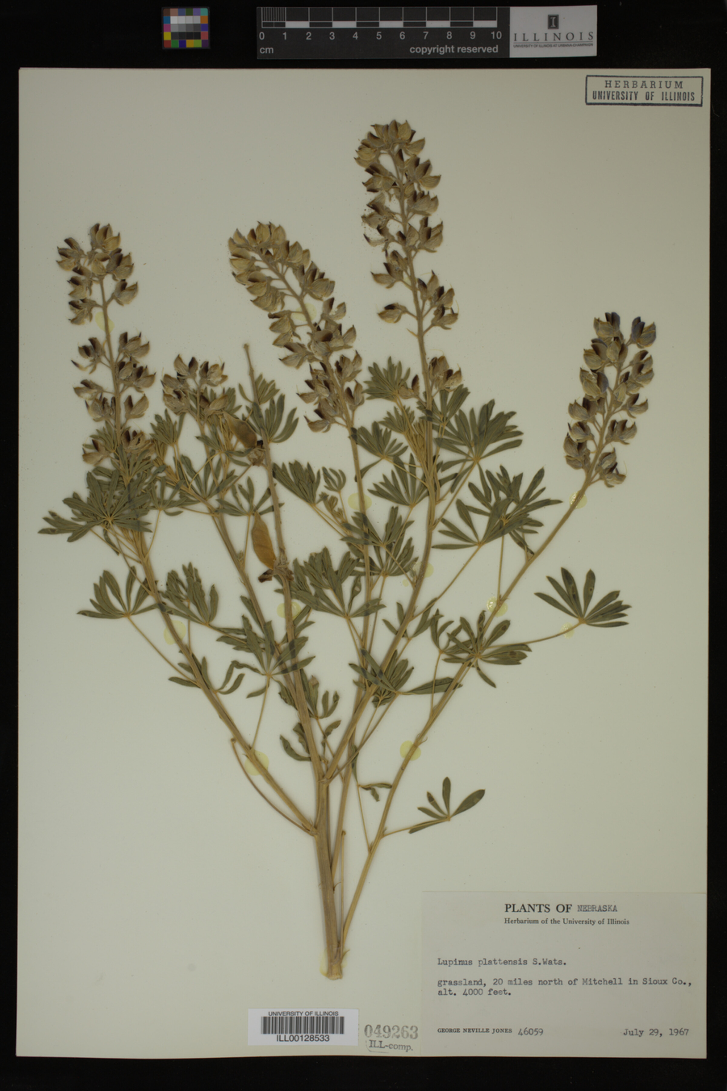 Lupinus plattensis image