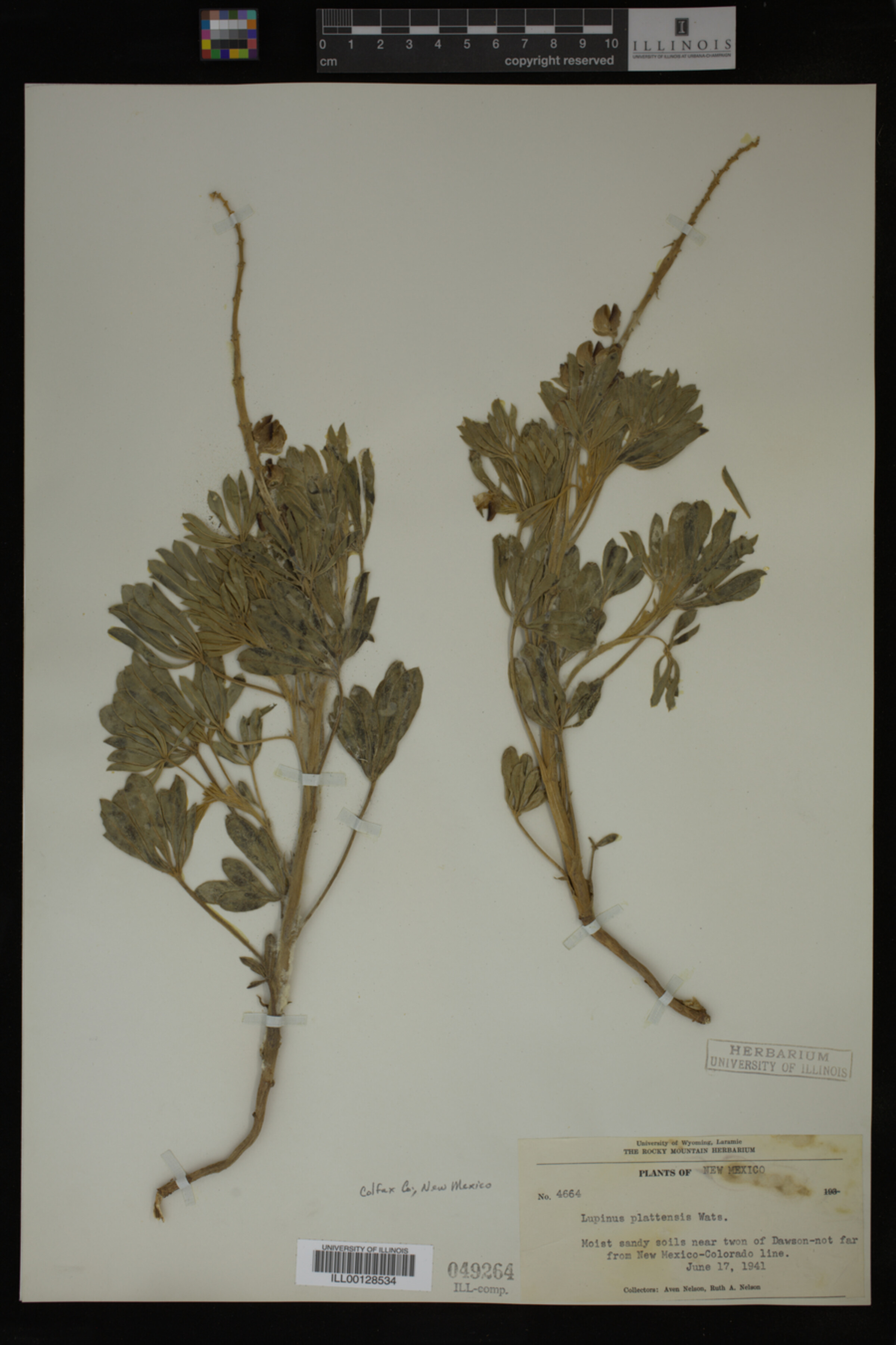 Lupinus plattensis image