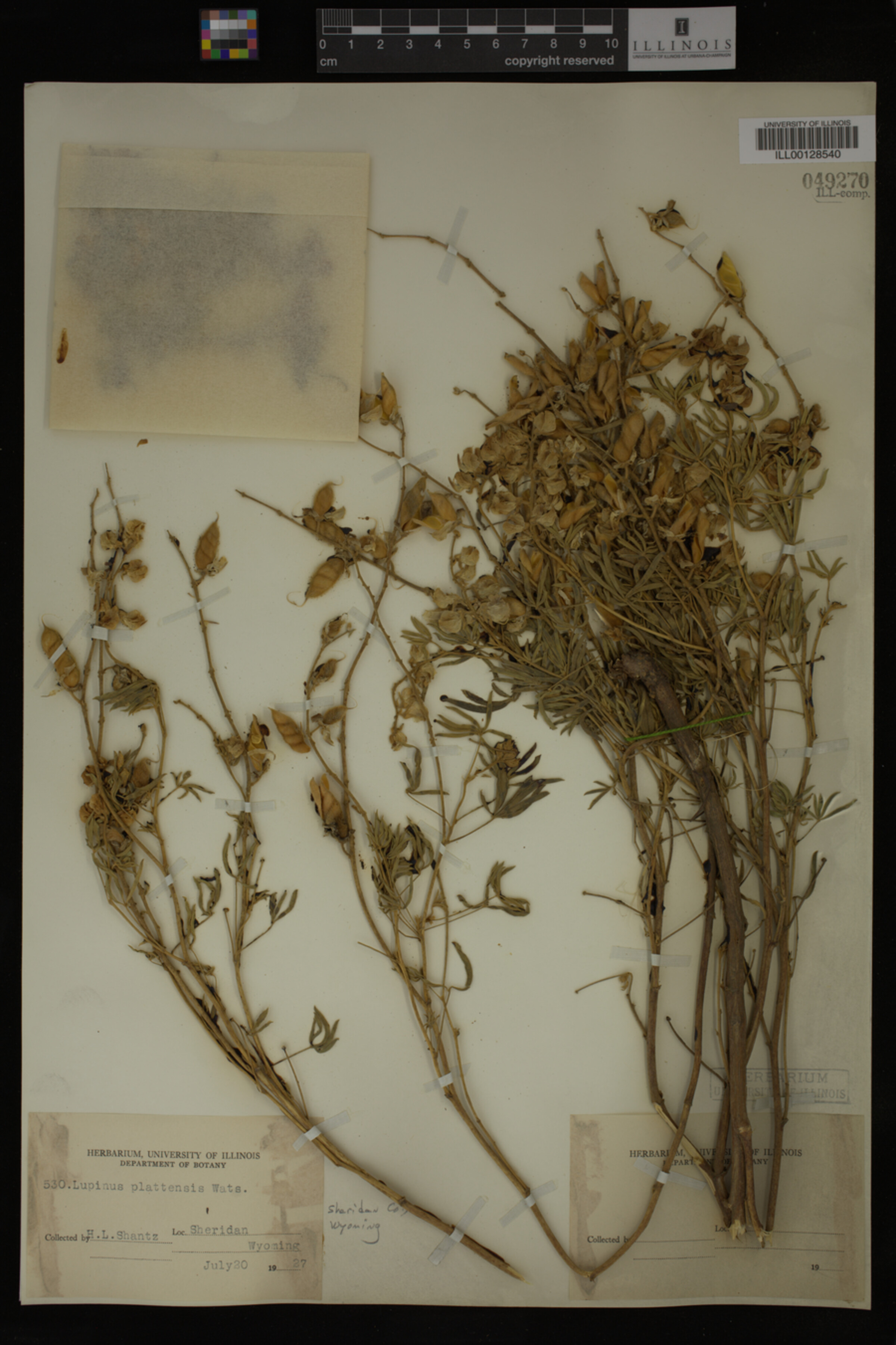 Lupinus plattensis image