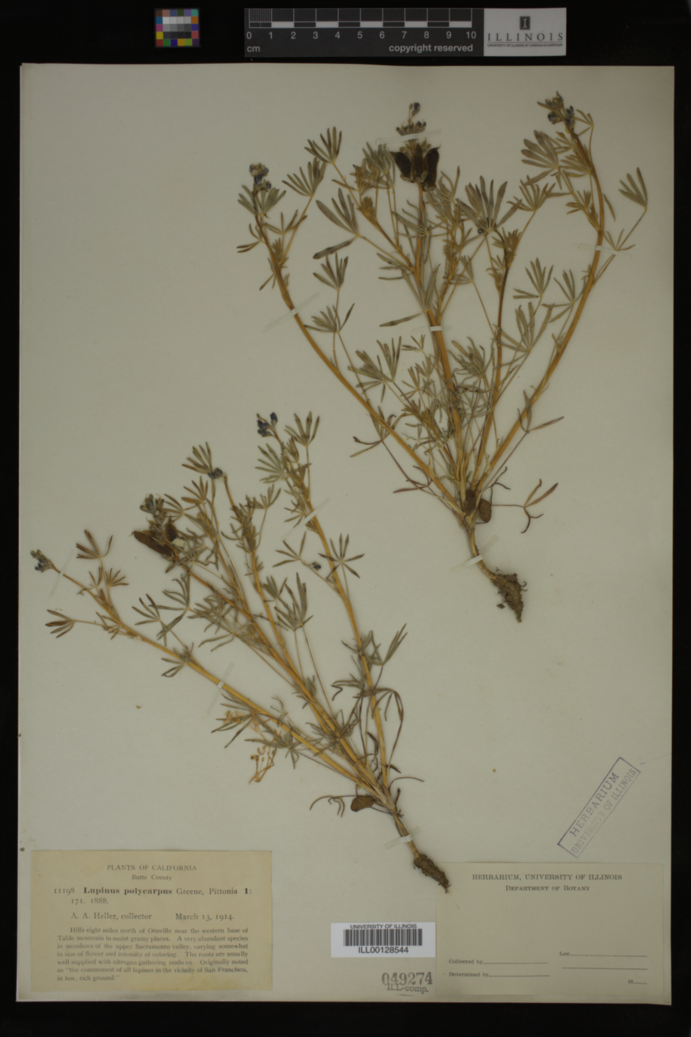 Lupinus polycarpus image