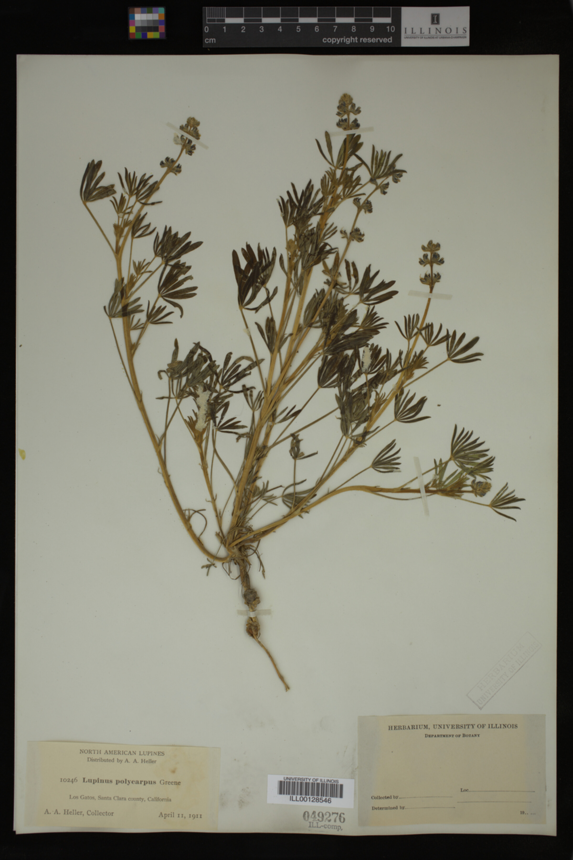 Lupinus polycarpus image