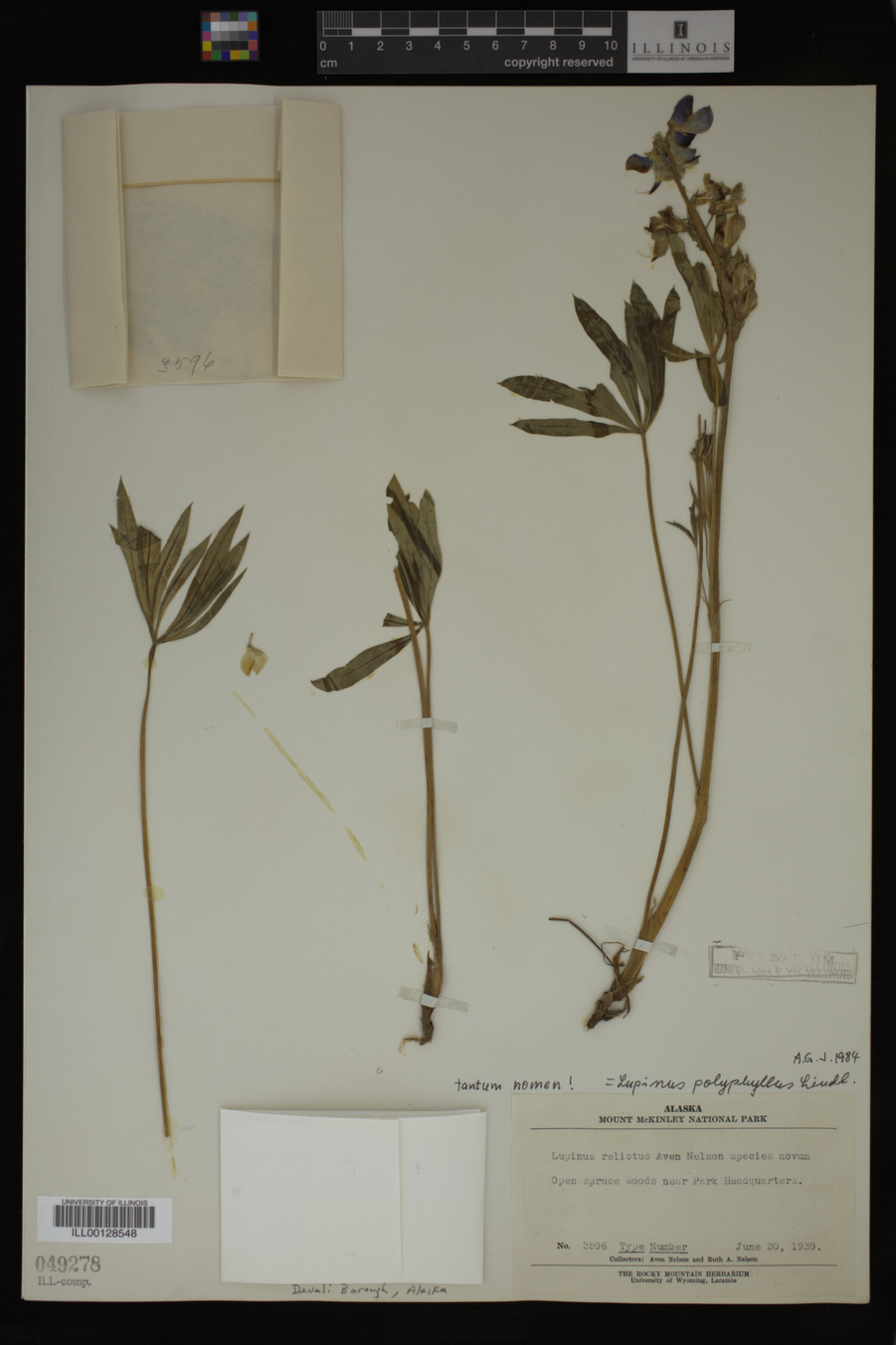 Lupinus polyphyllus image