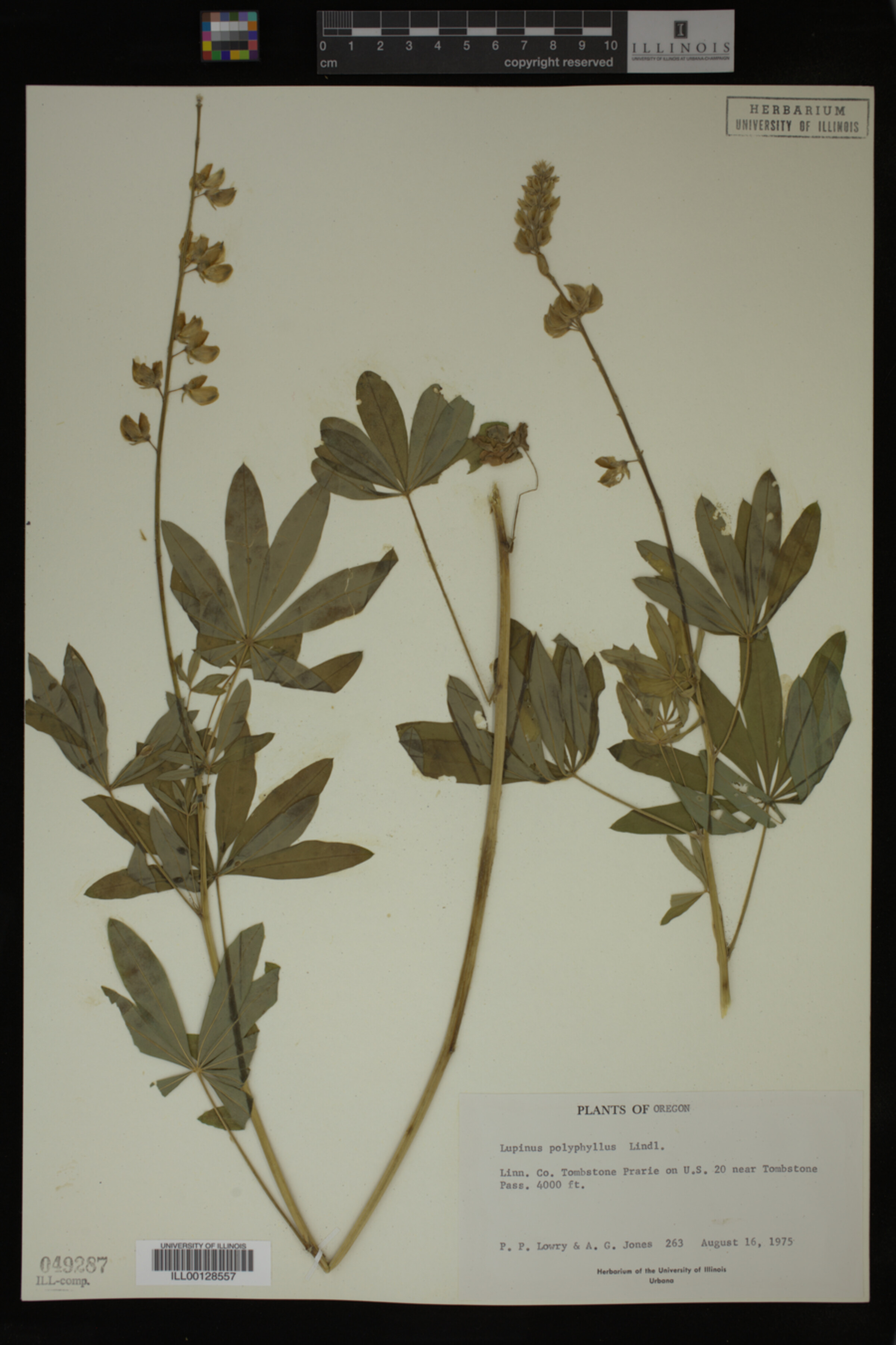 Lupinus polyphyllus image