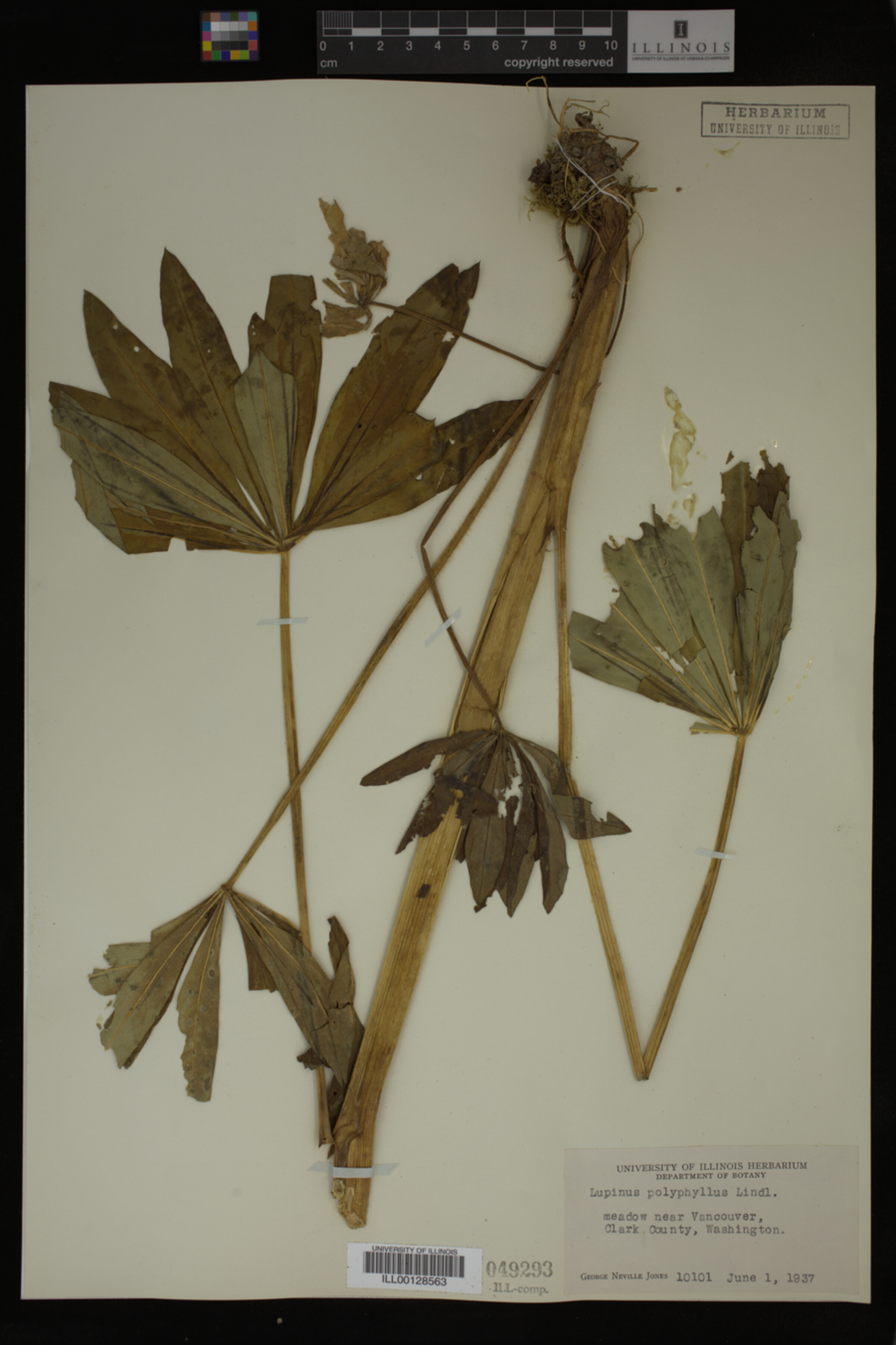 Lupinus polyphyllus image