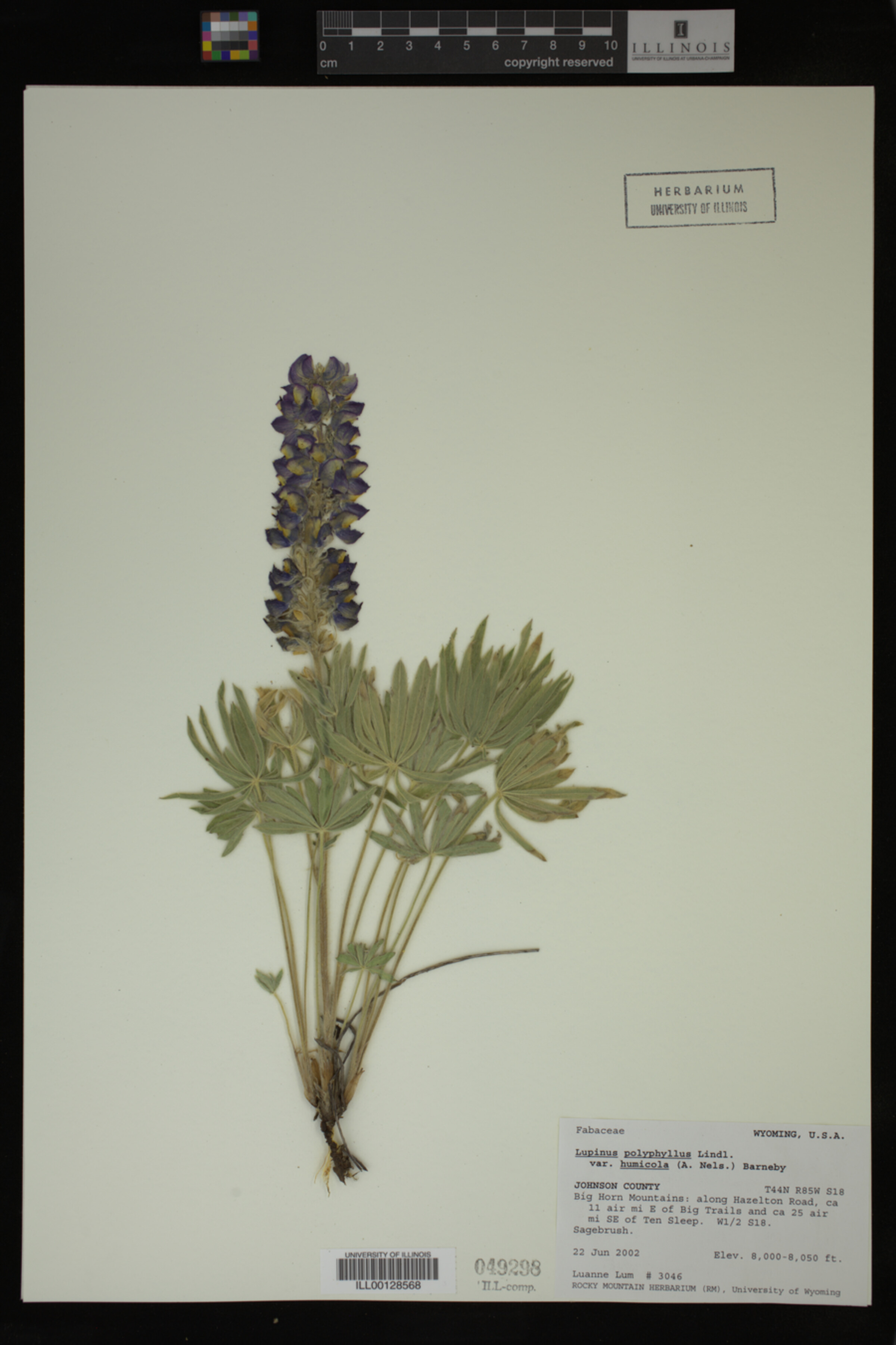Lupinus wyethii ssp. wyethii image