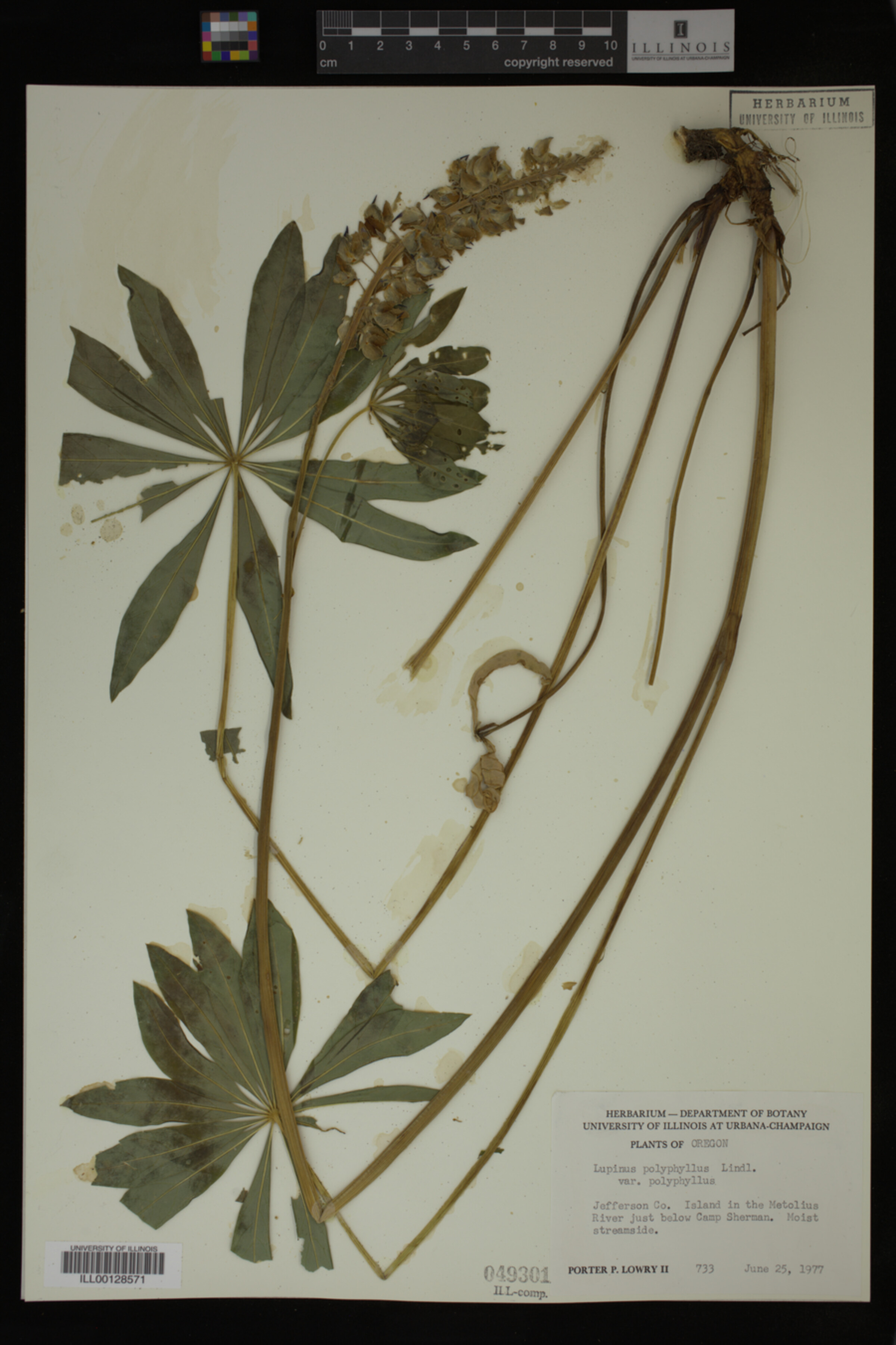 Lupinus polyphyllus var. polyphyllus image