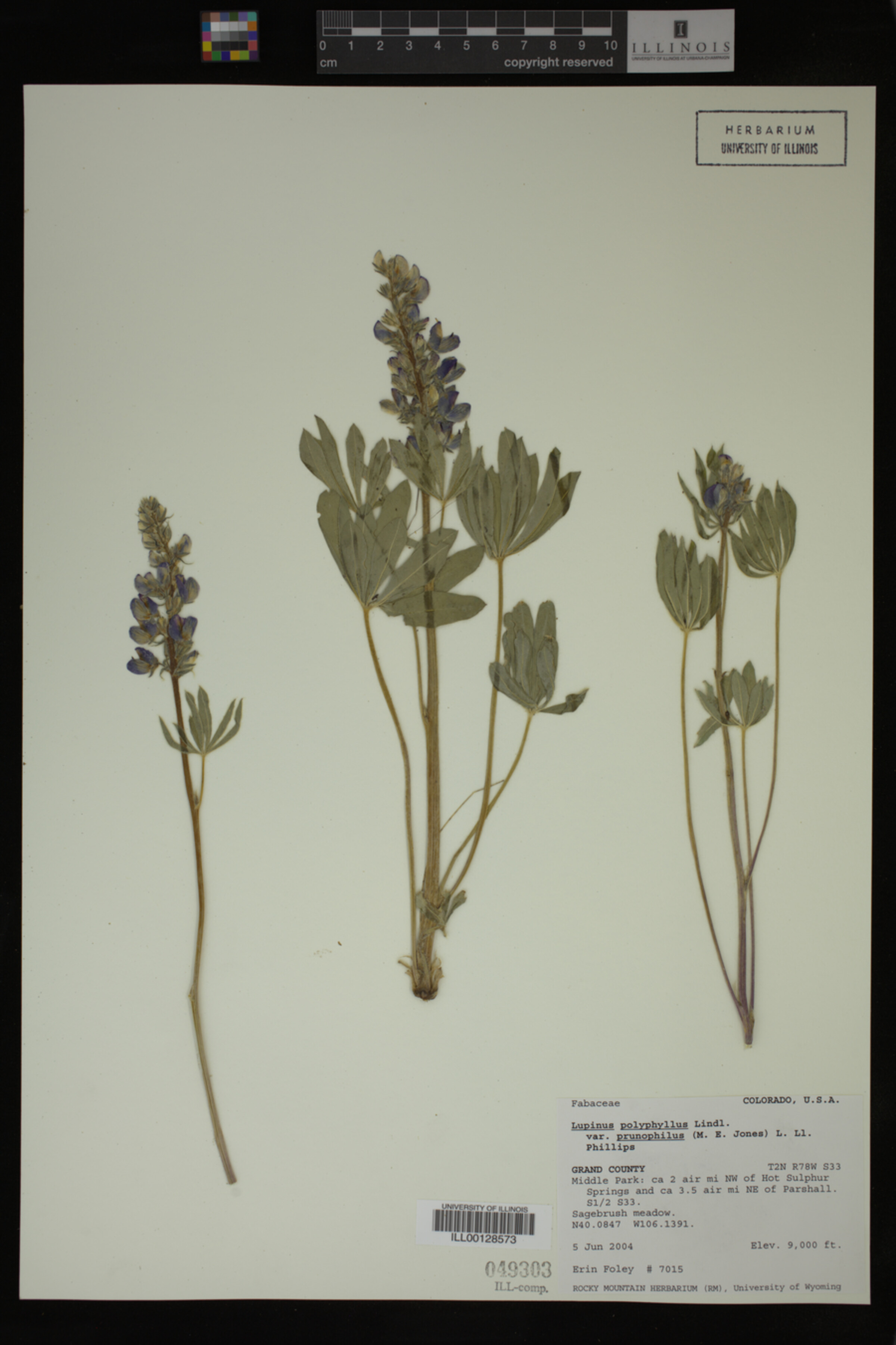 Lupinus prunophilus image