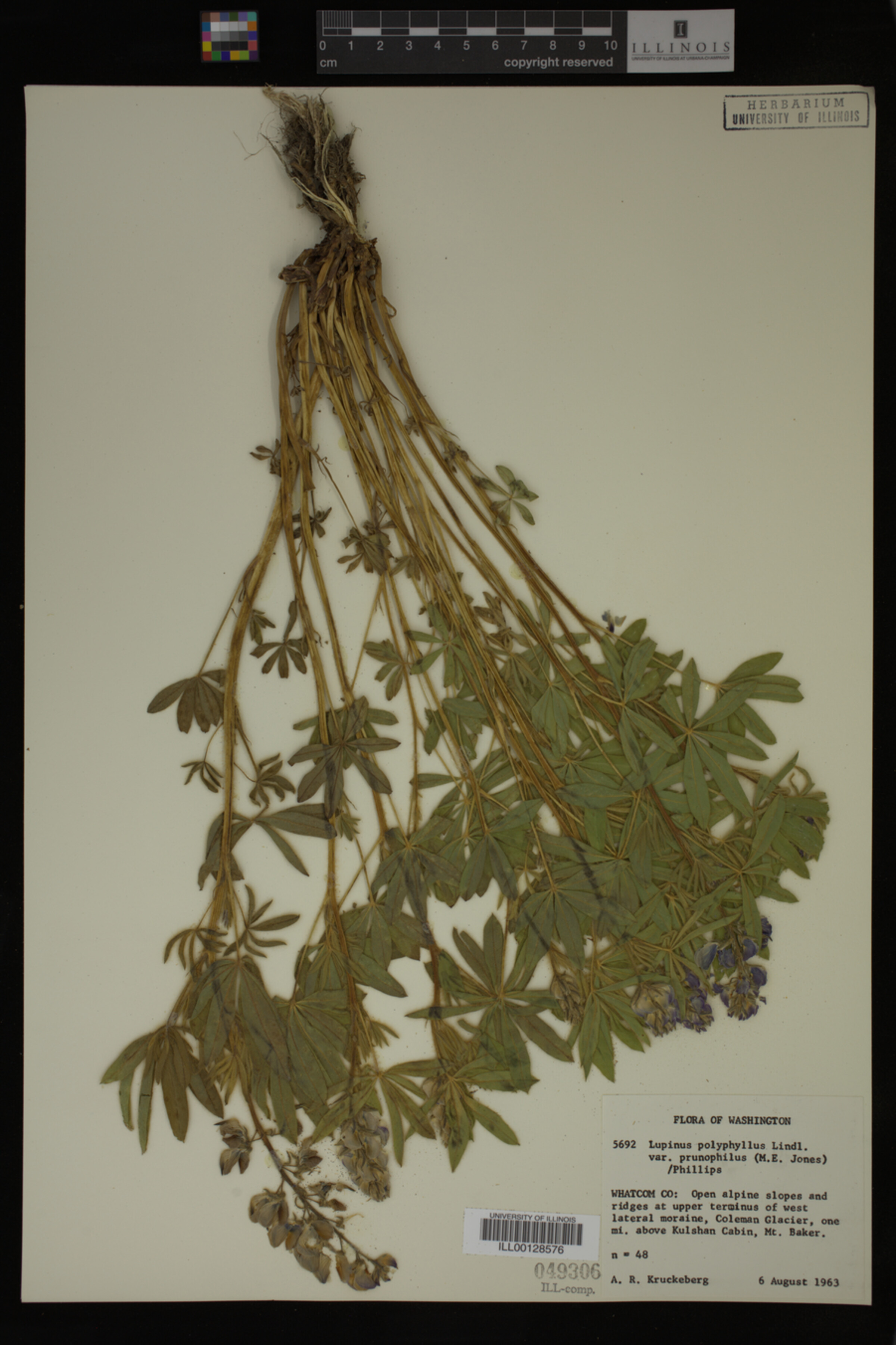 Lupinus prunophilus image