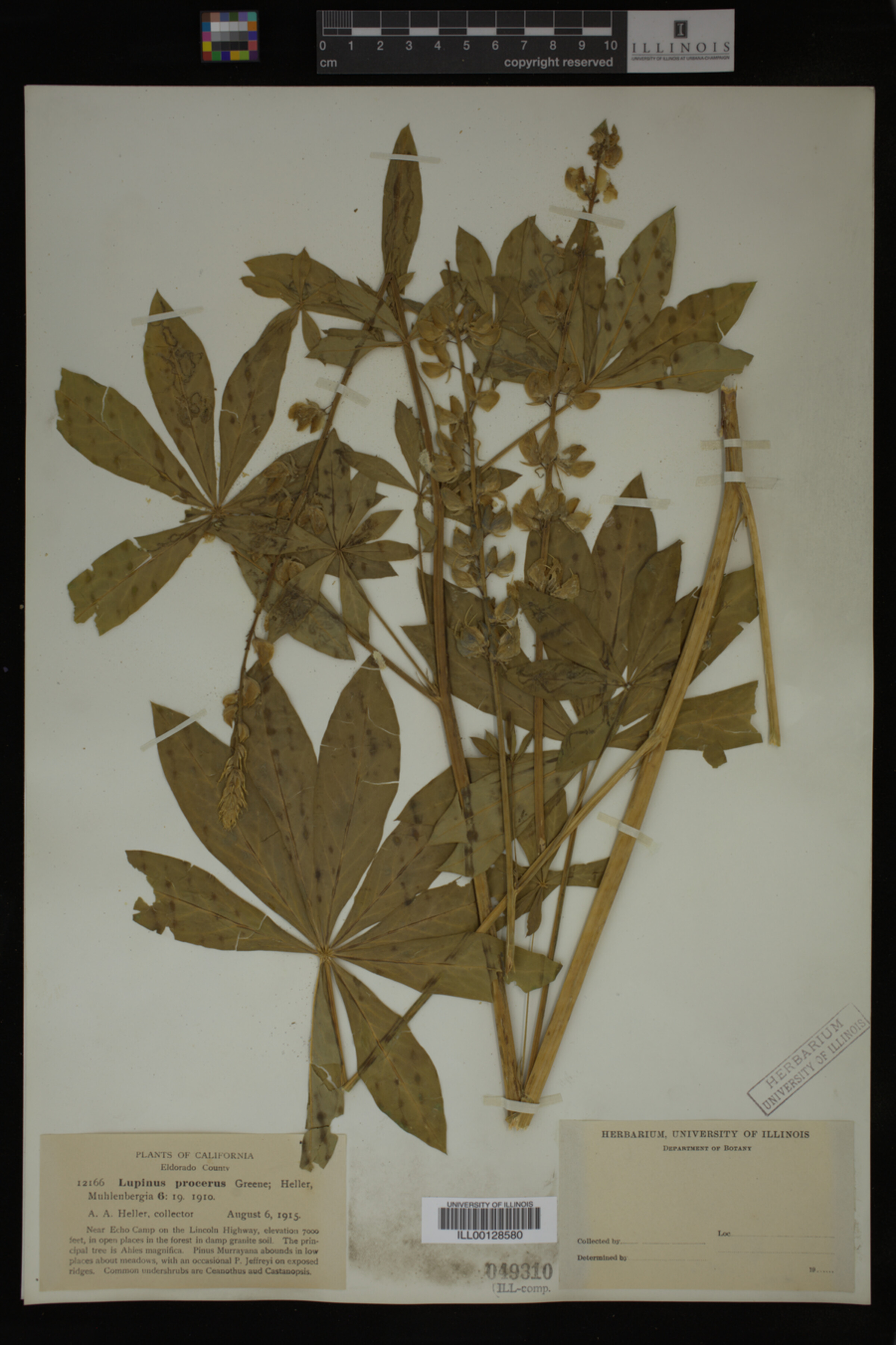 Lupinus procerus image