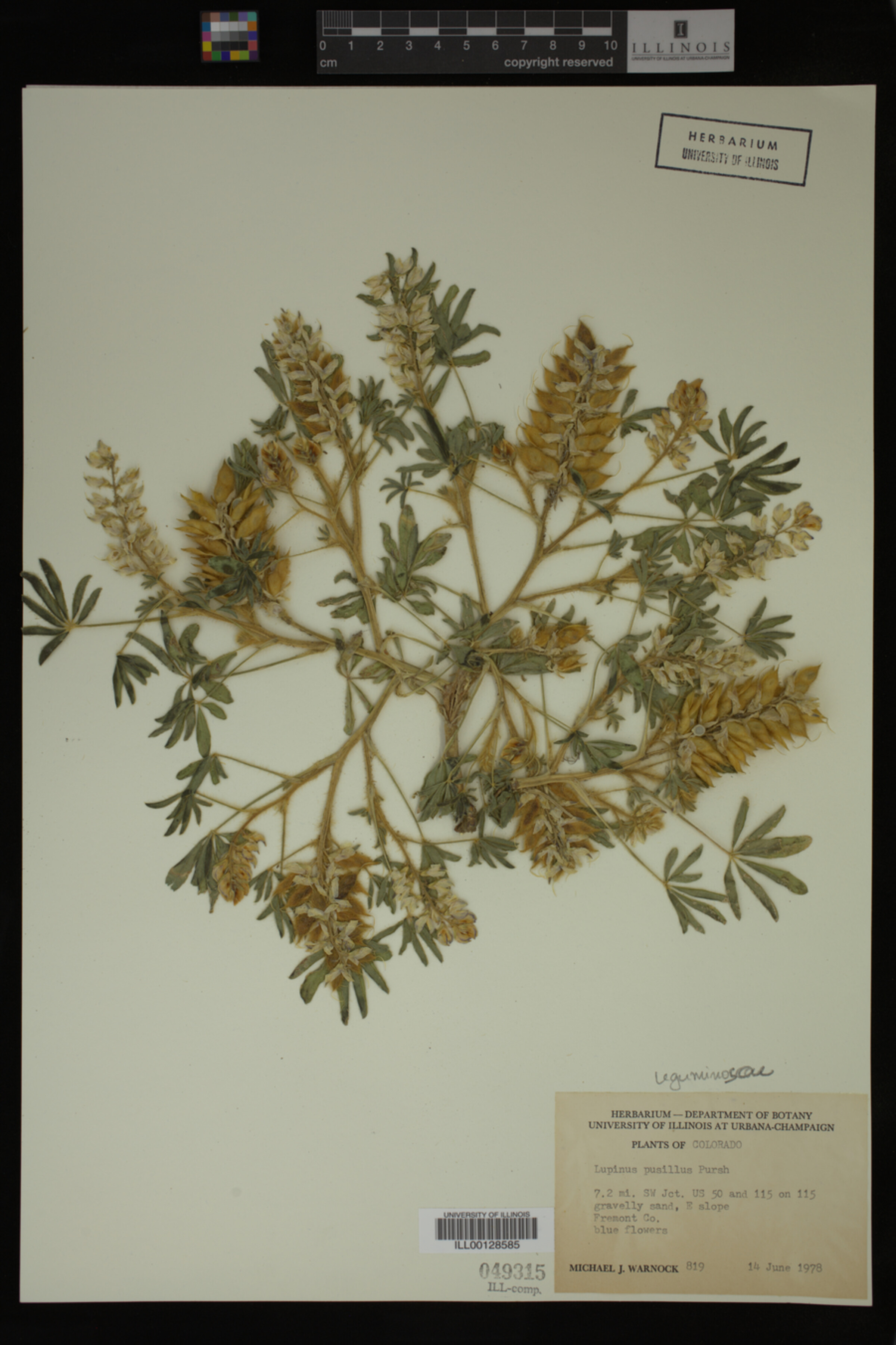 Lupinus pusillus image