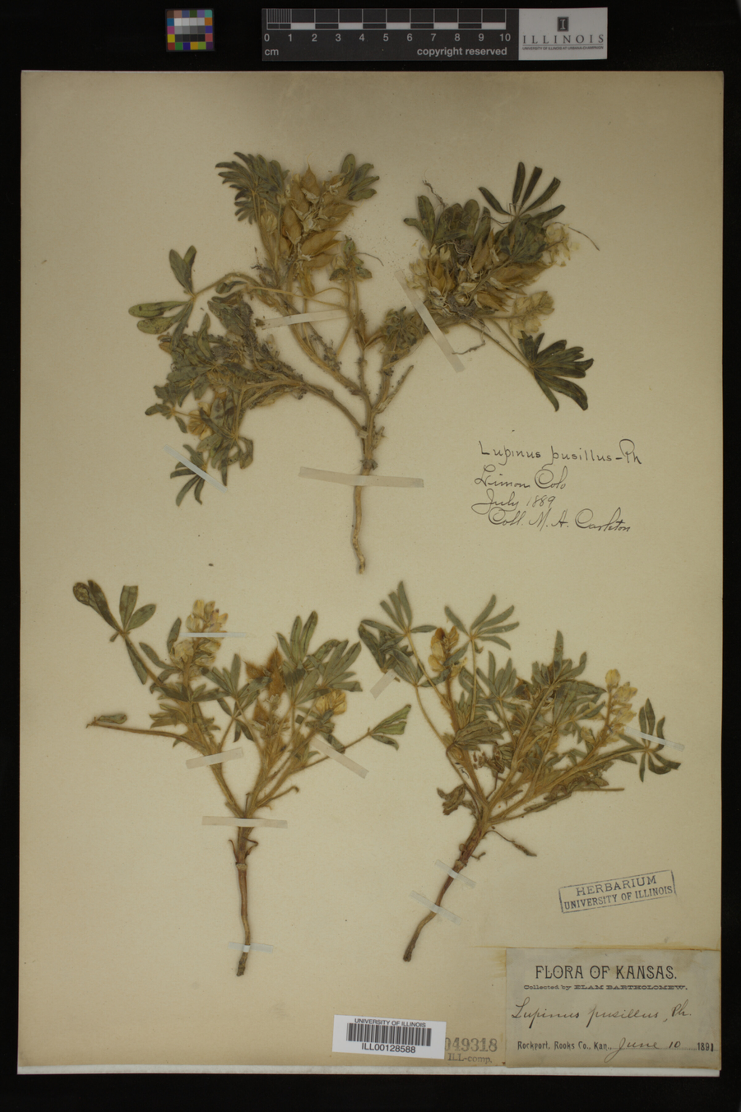Lupinus pusillus image