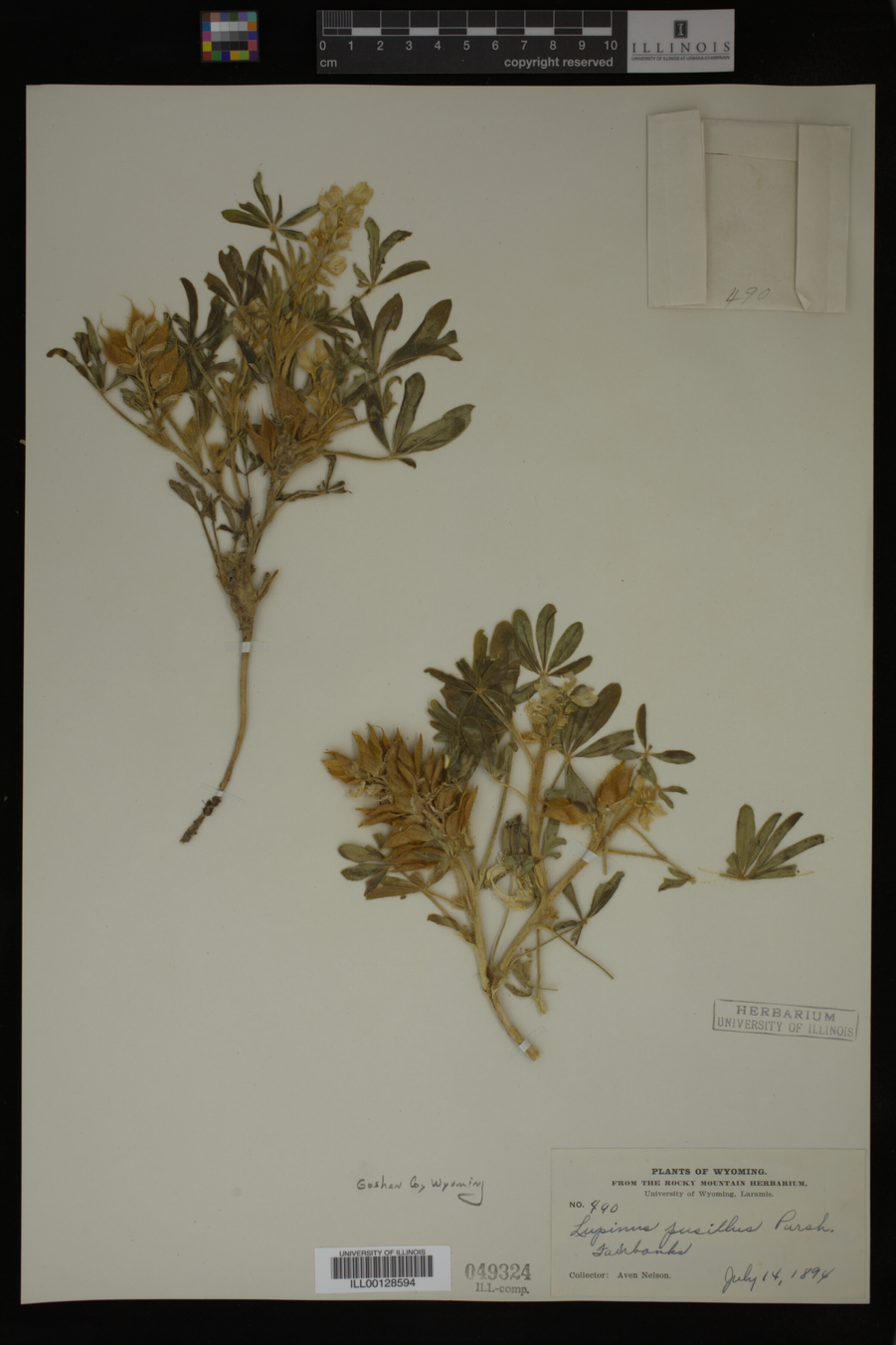 Lupinus pusillus image