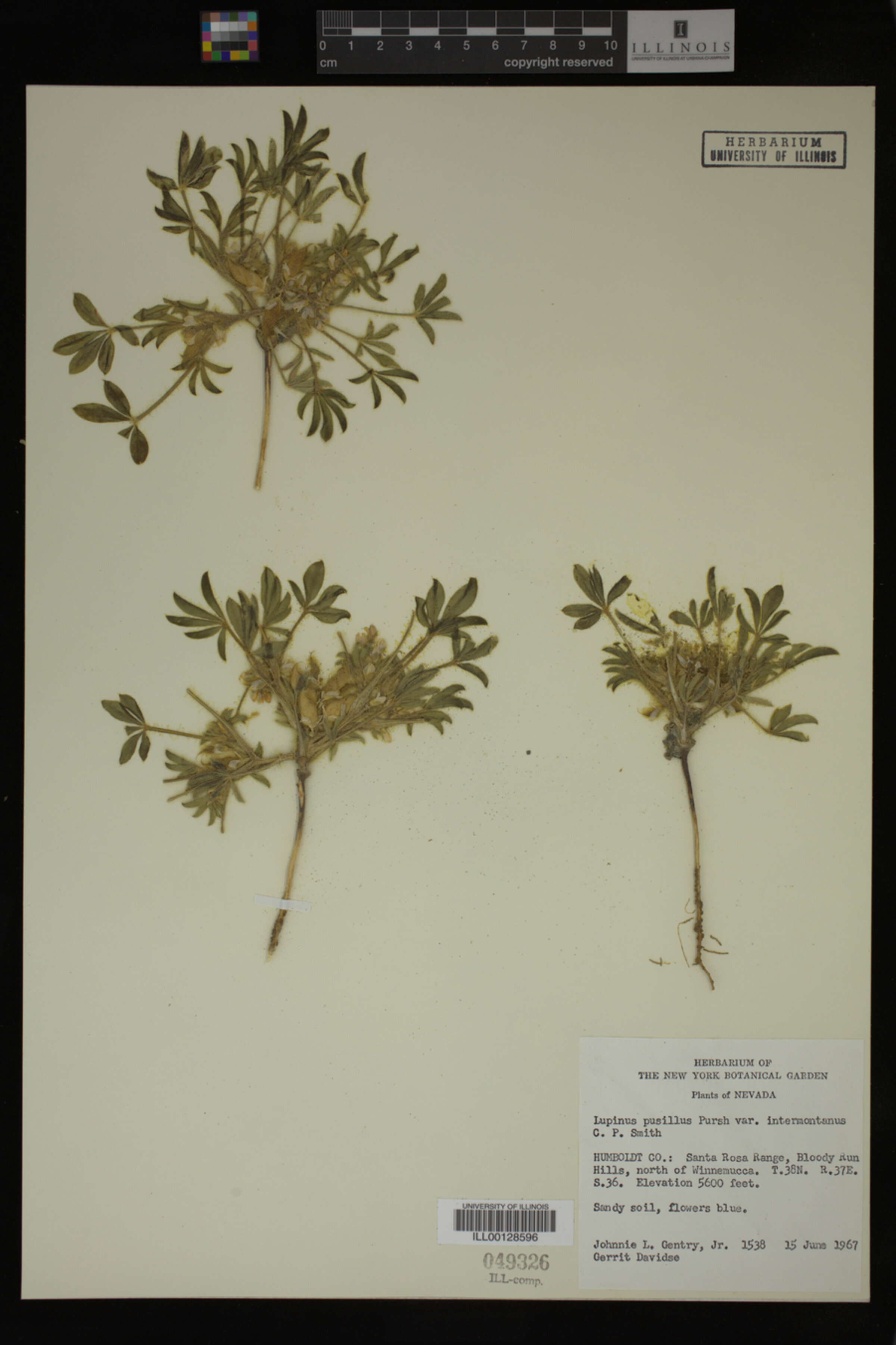 Lupinus pusillus ssp. intermontanus image