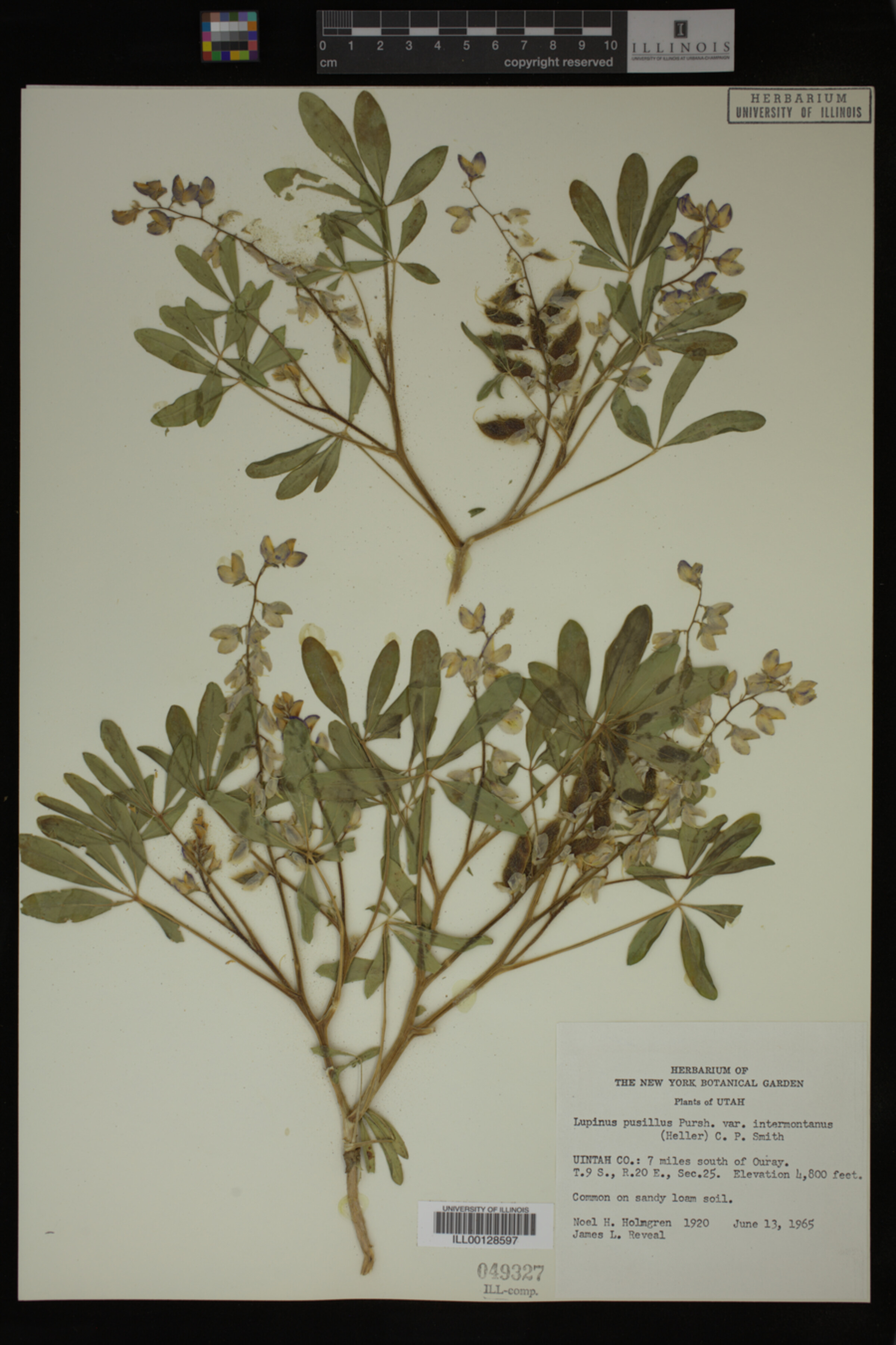 Lupinus pusillus ssp. intermontanus image