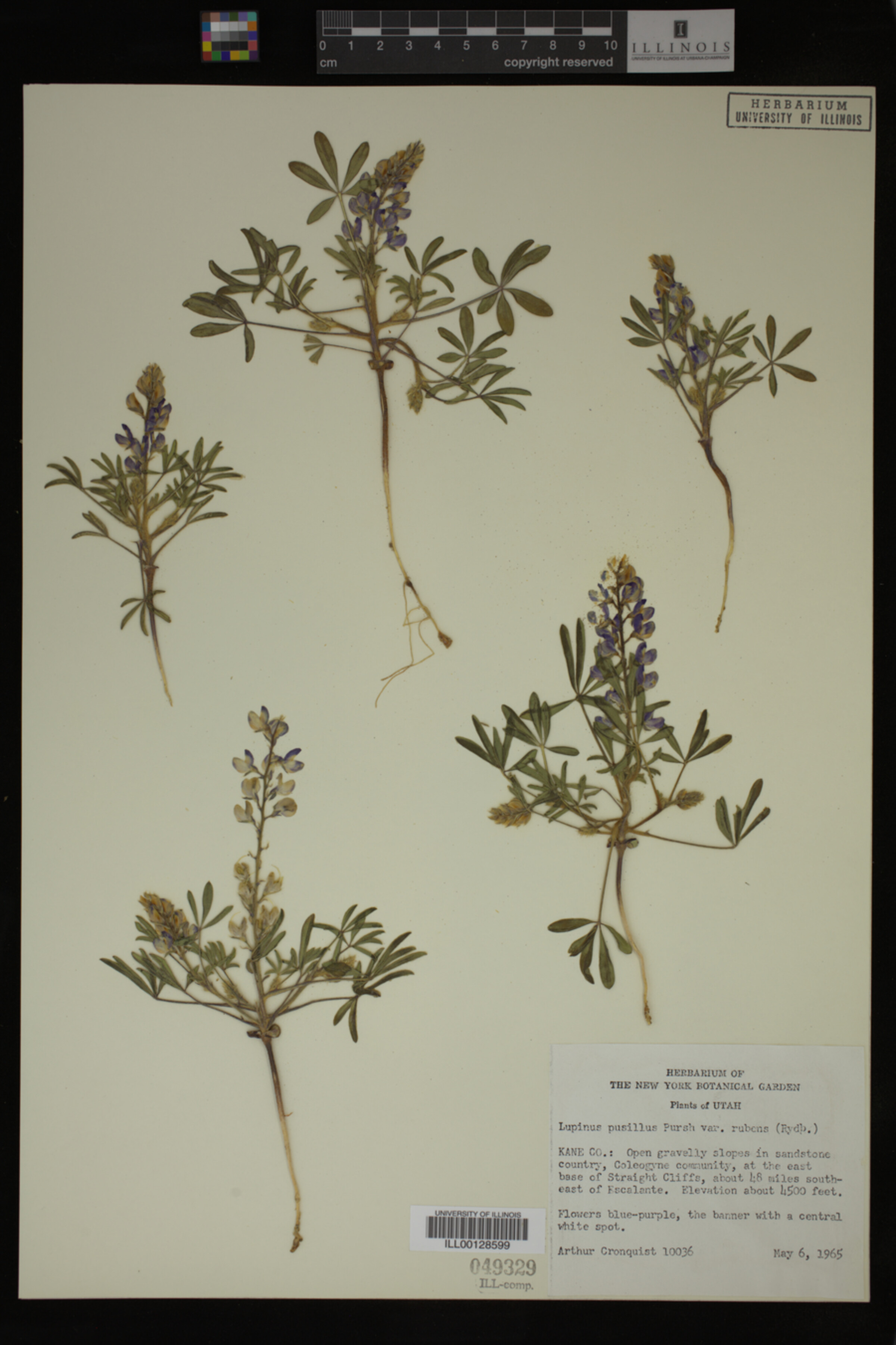 Lupinus pusillus ssp. rubens image