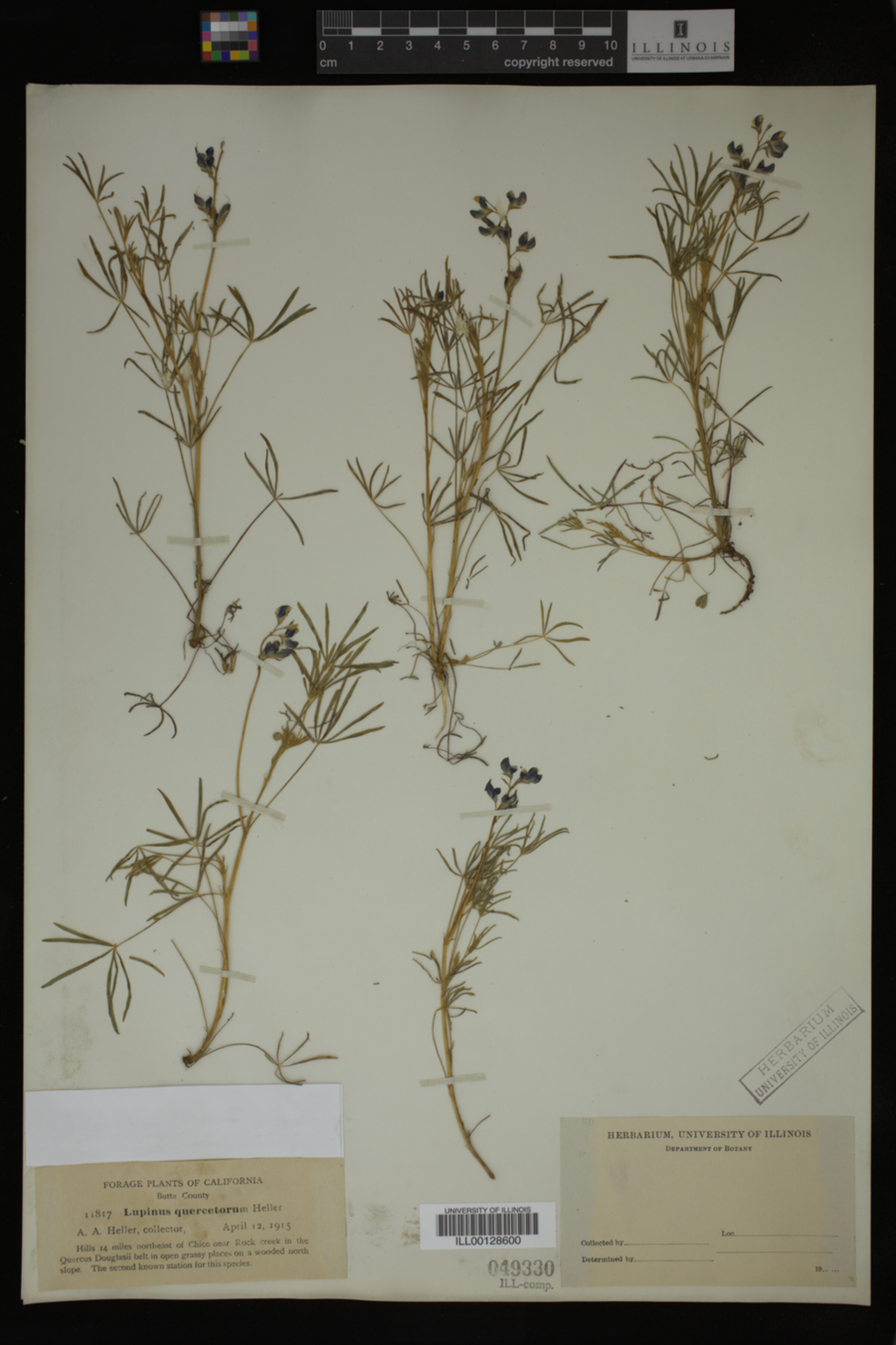 Lupinus quercetorum image