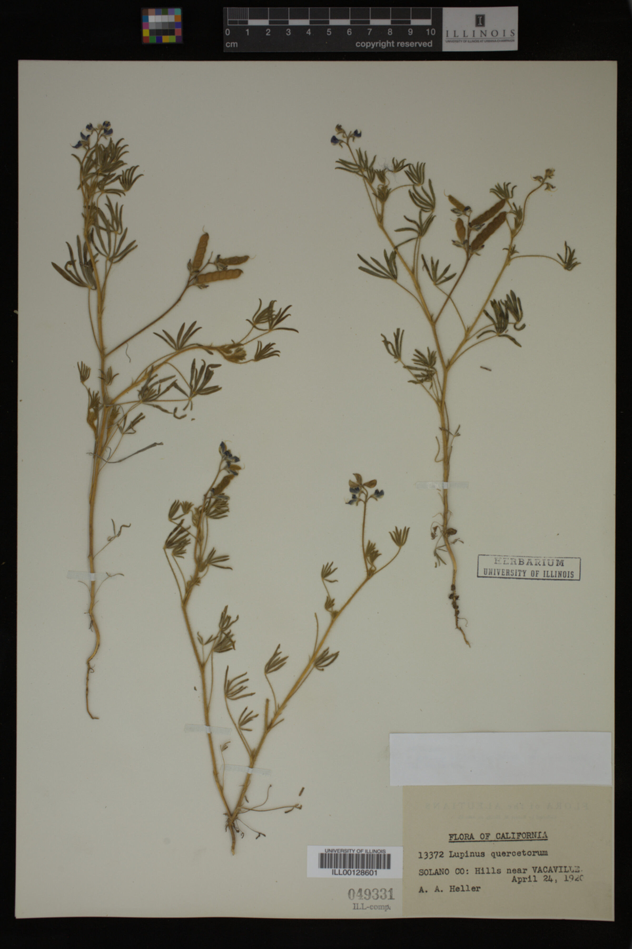 Lupinus quercetorum image