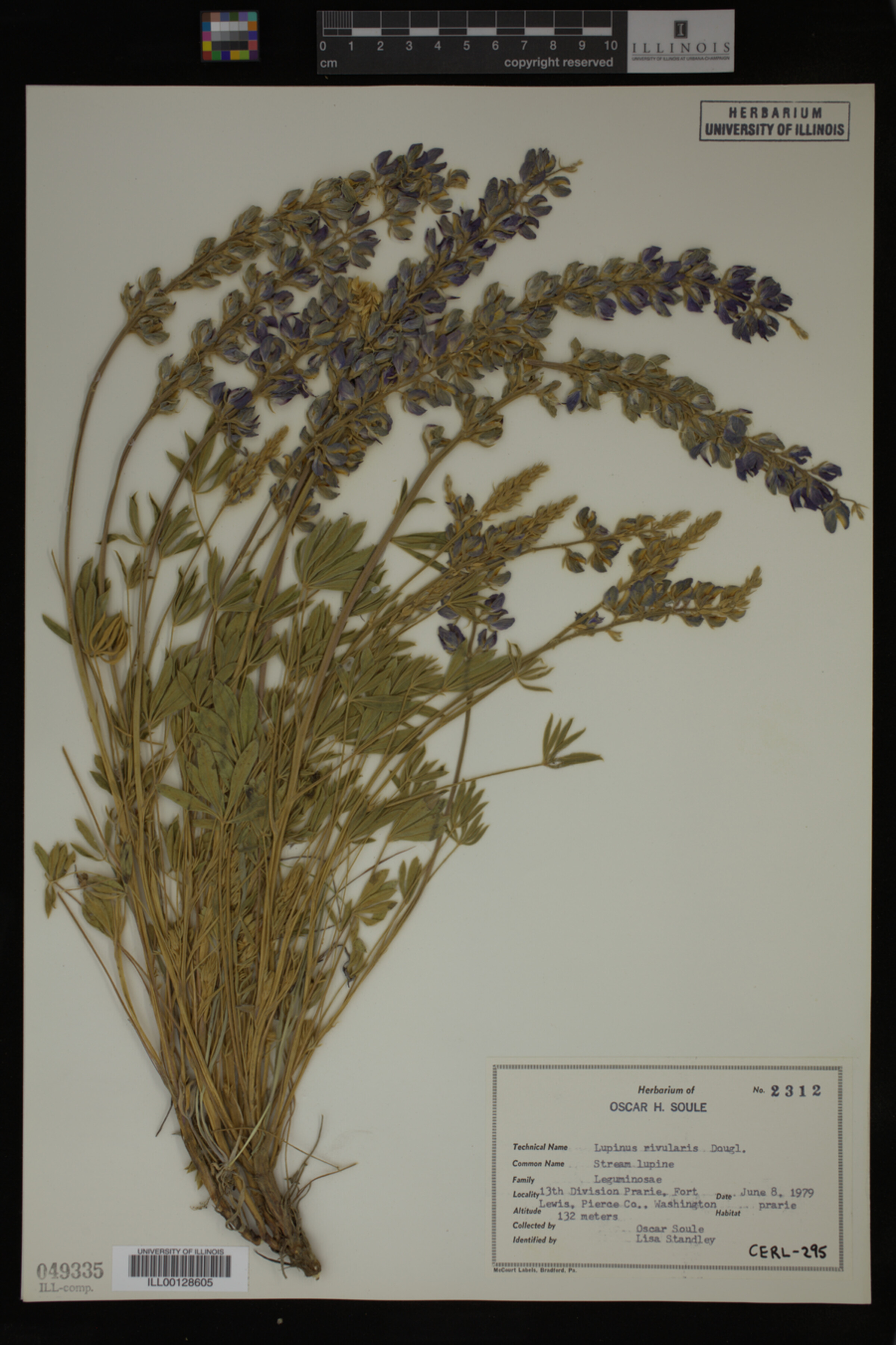 Lupinus rivularis image