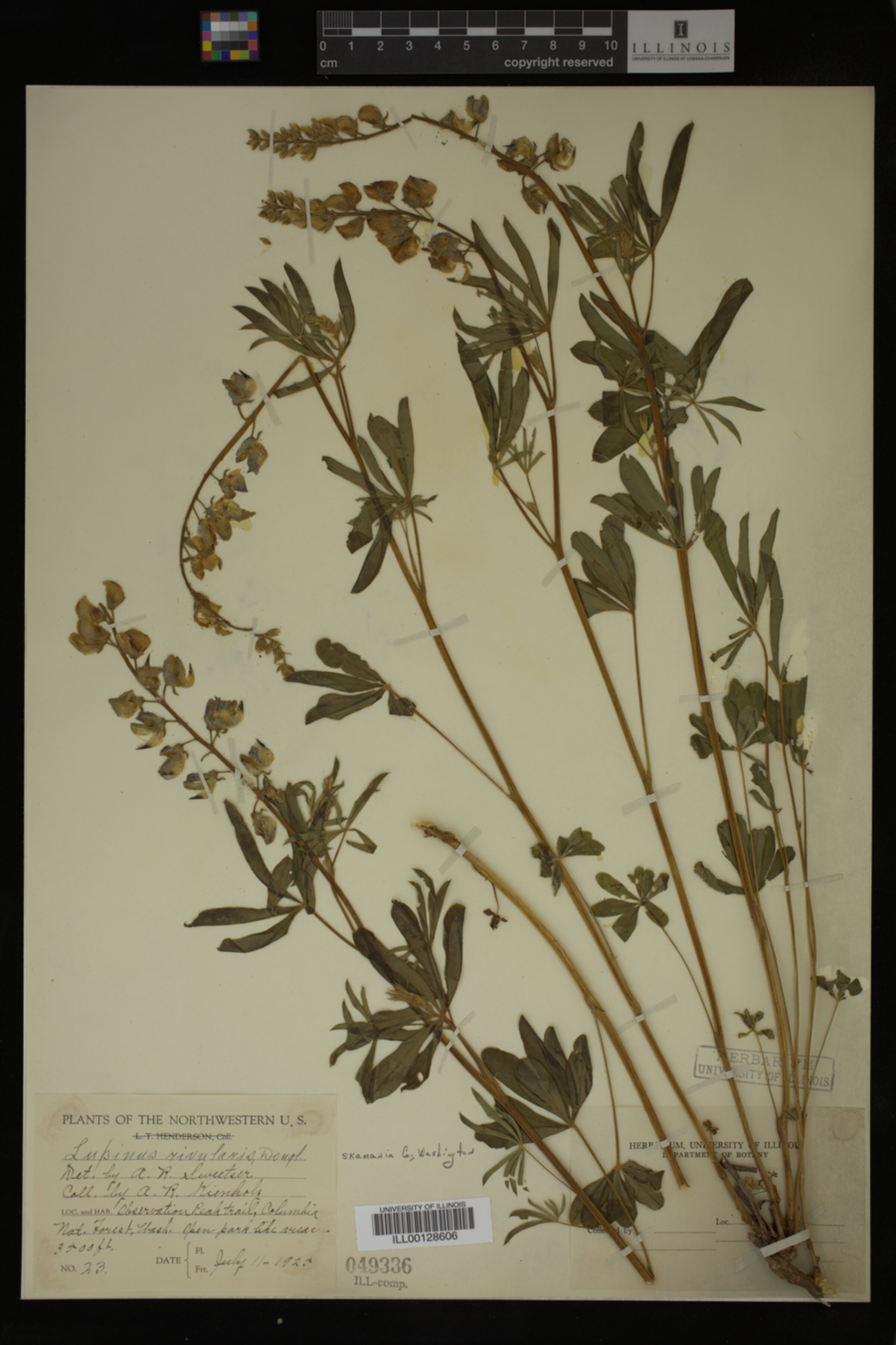Lupinus rivularis image