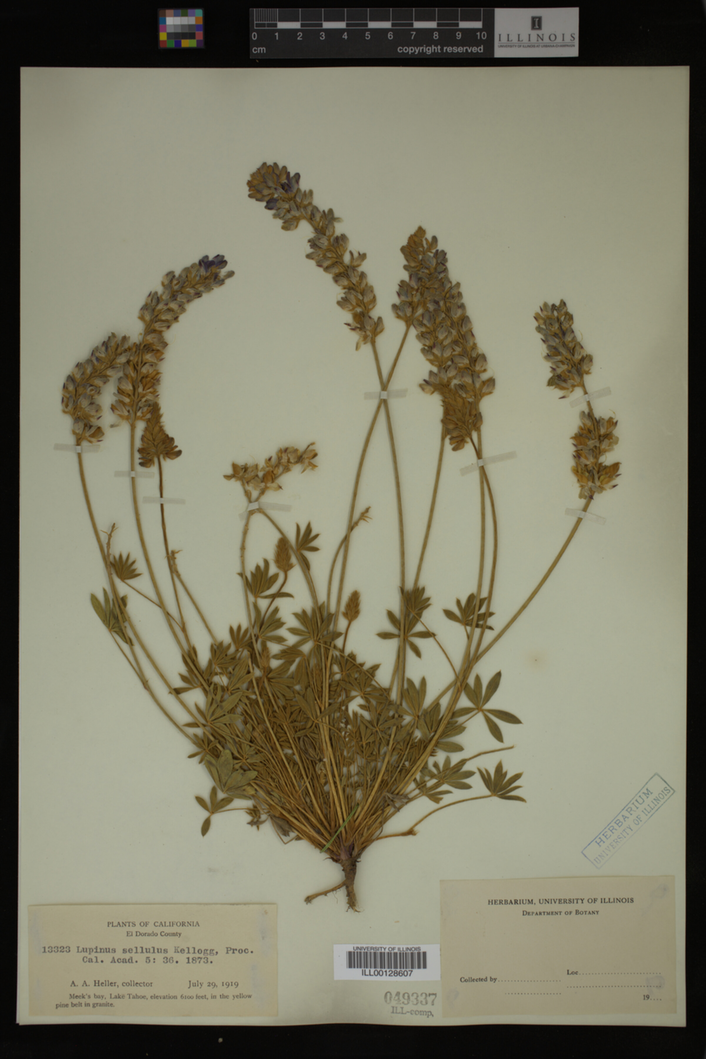 Lupinus sellulus image