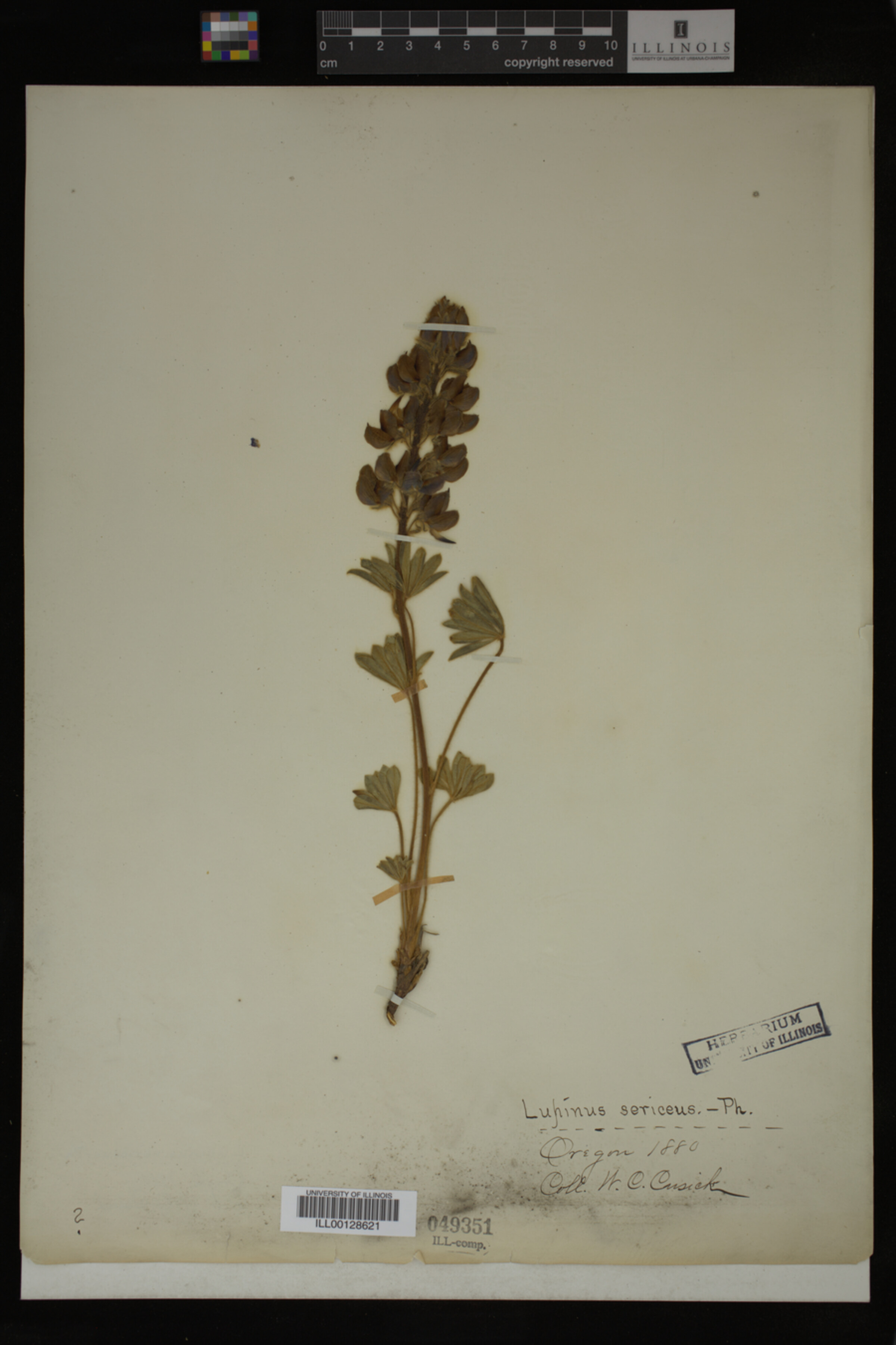 Lupinus sericeus image