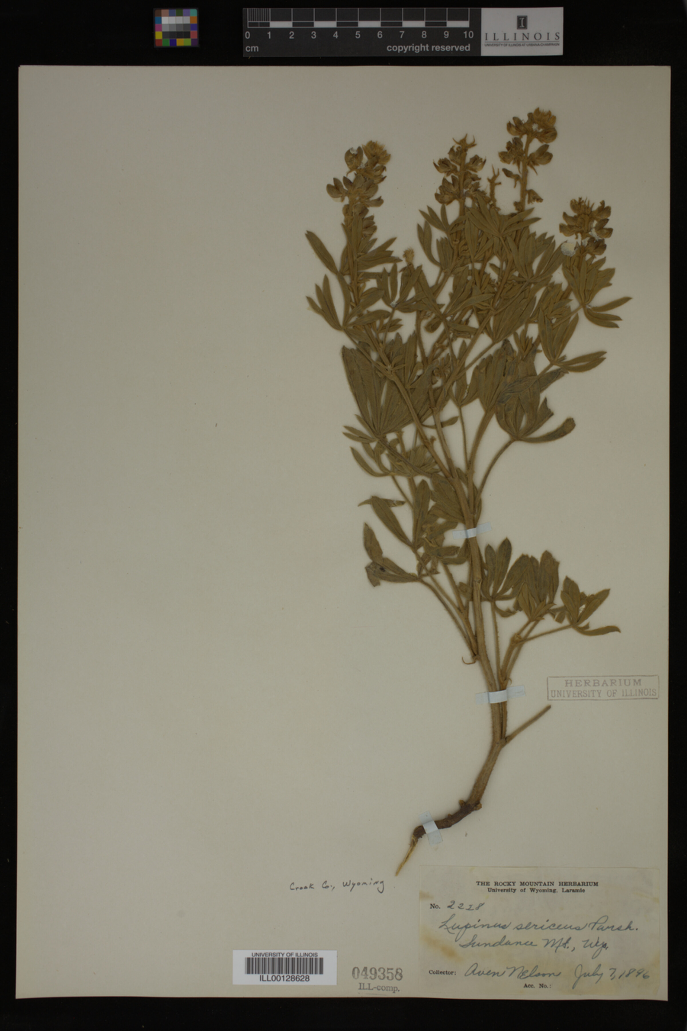 Lupinus sericeus image