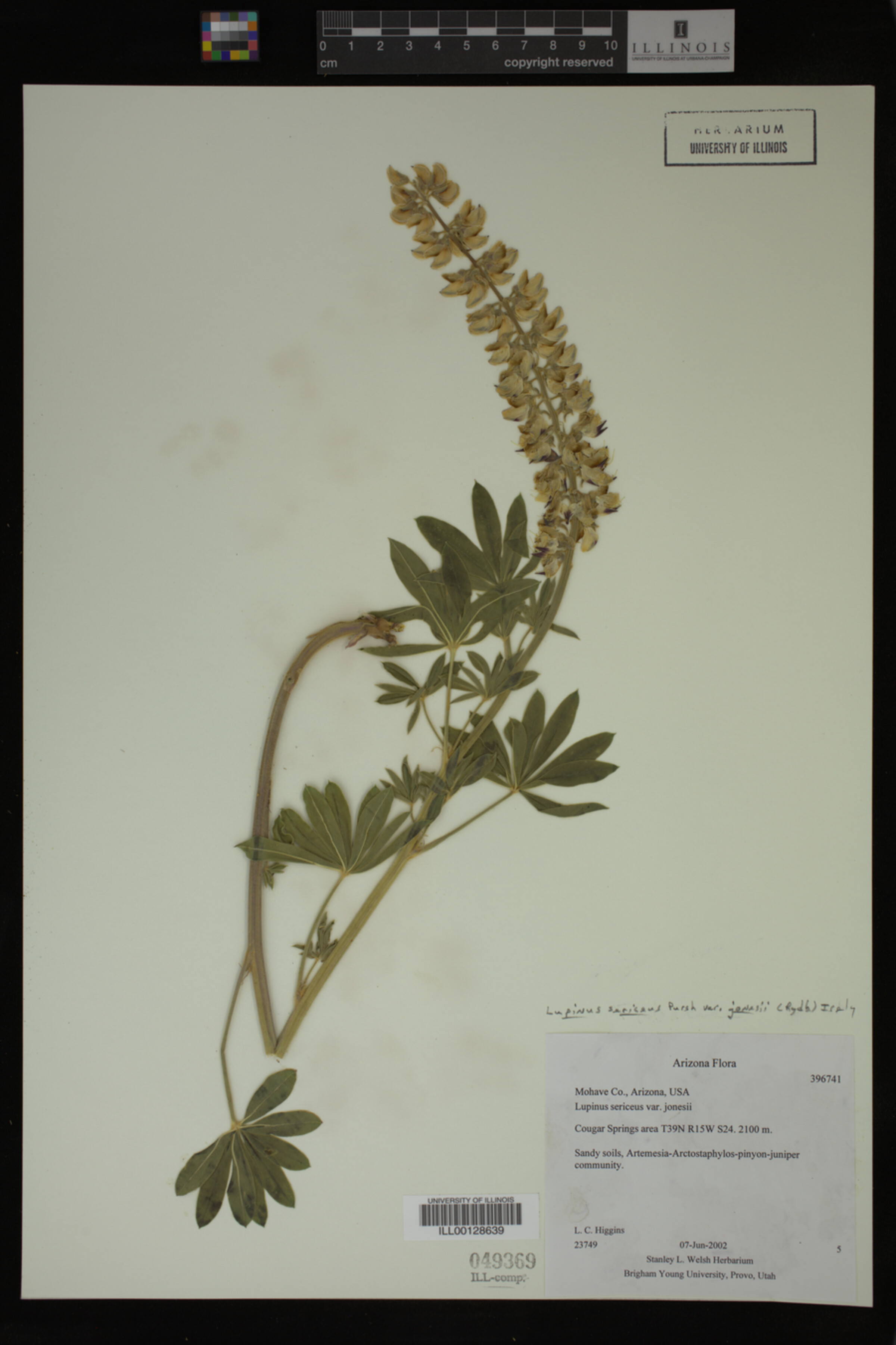 Lupinus jonesii image
