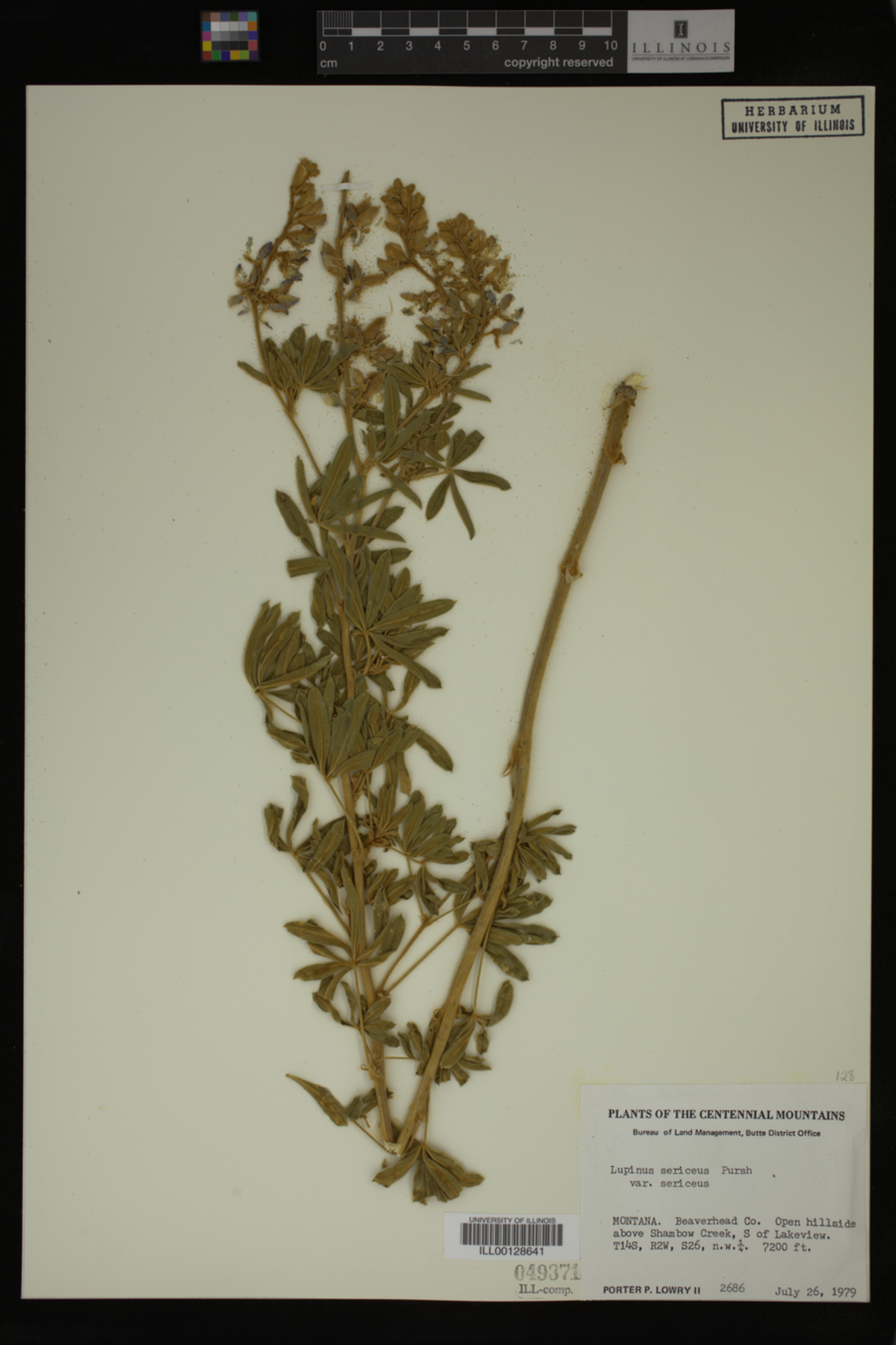 Lupinus sericeus var. sericeus image