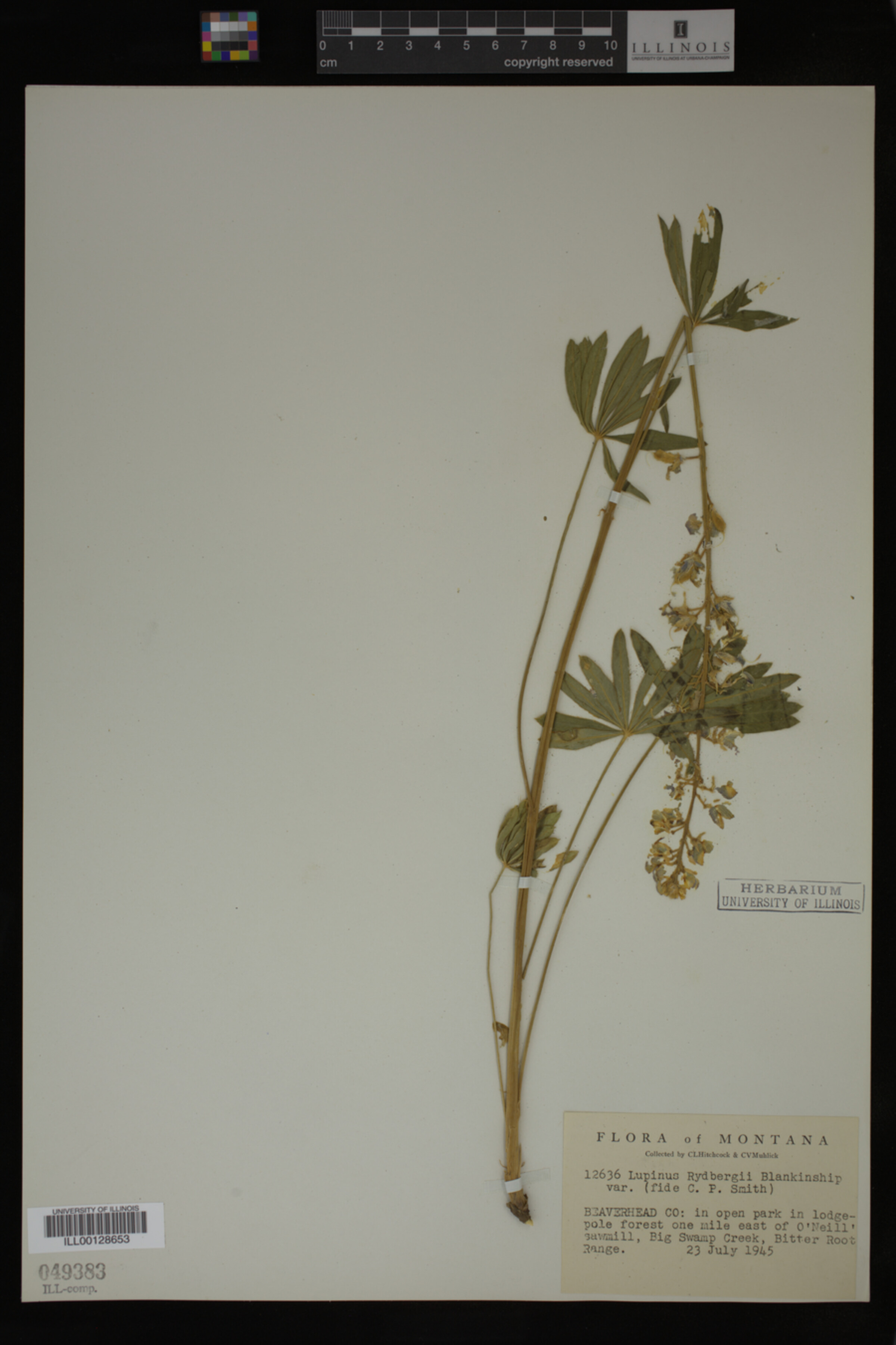 Lupinus rydbergii image