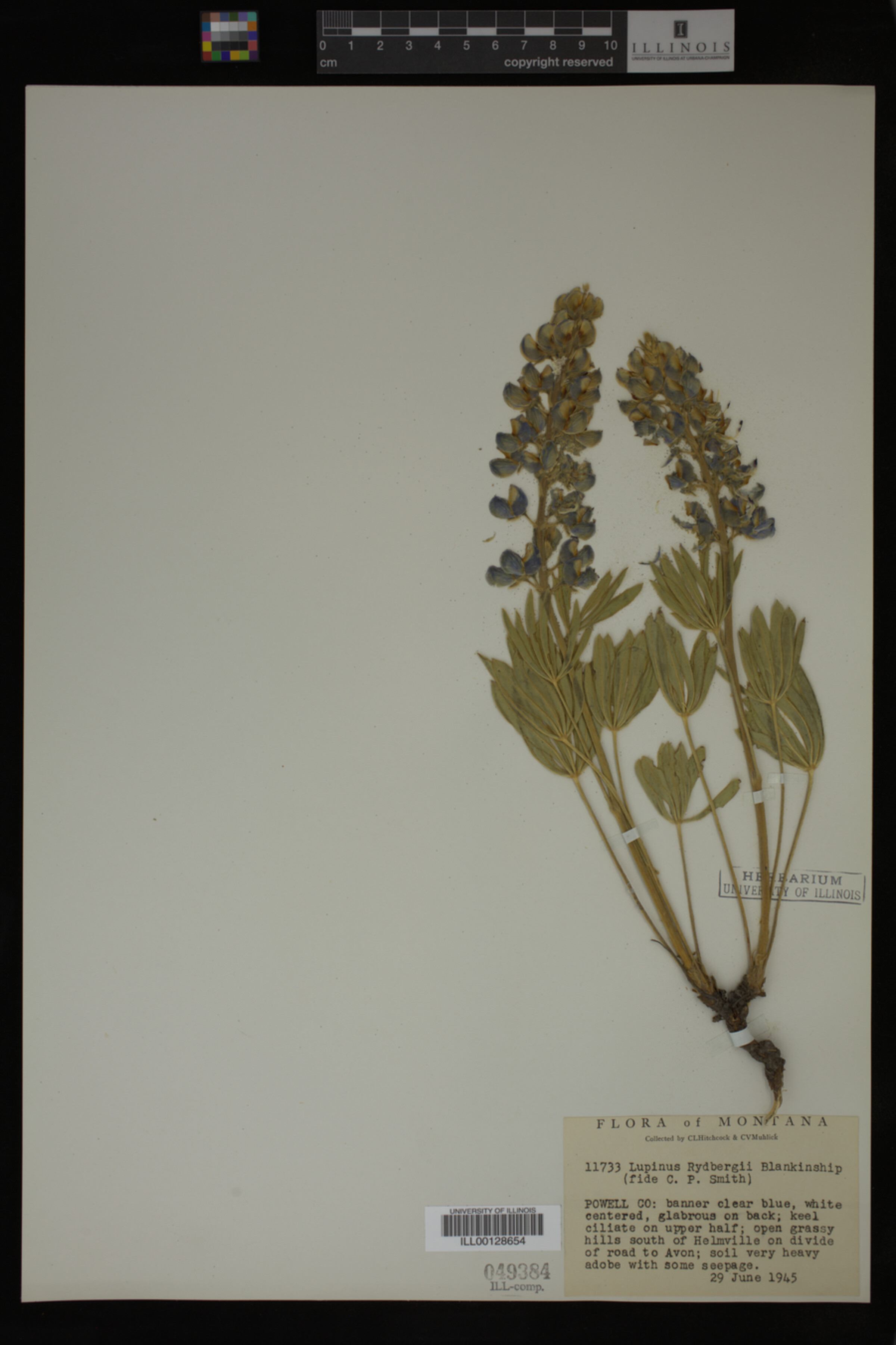 Lupinus rydbergii image