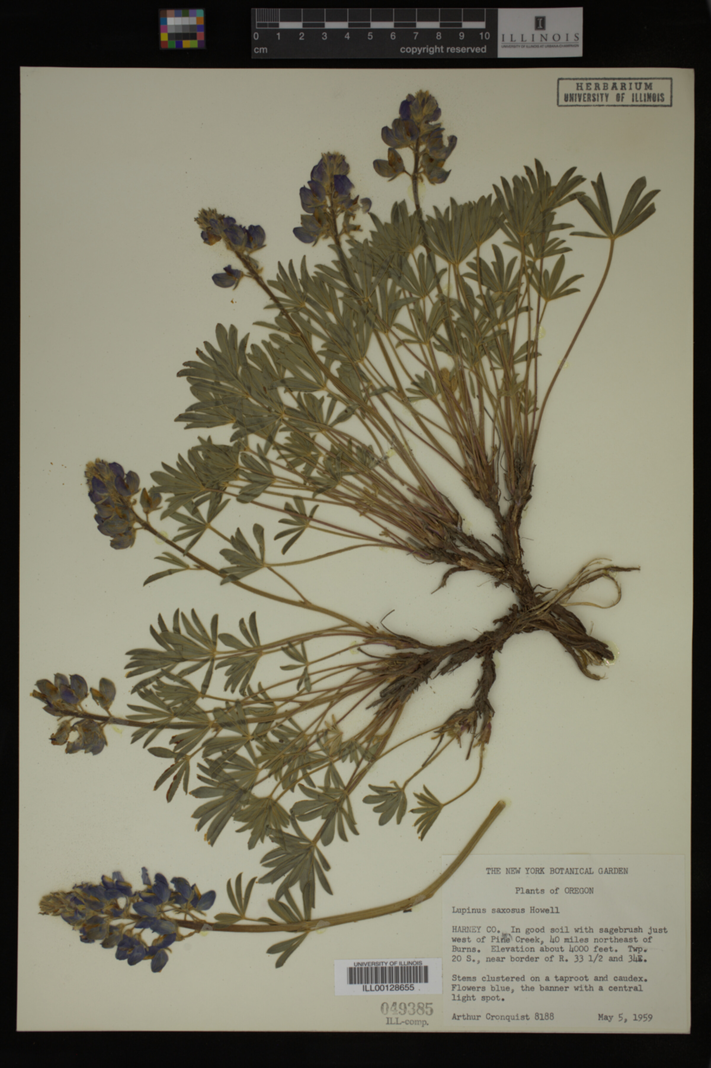 Lupinus saxosus image