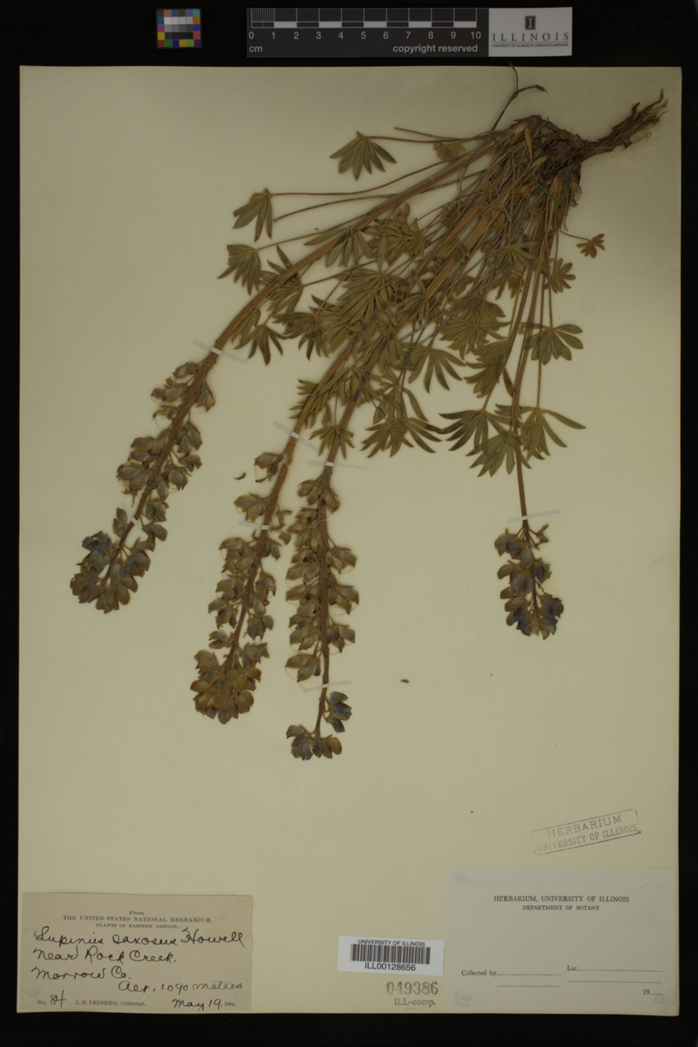 Lupinus saxosus image