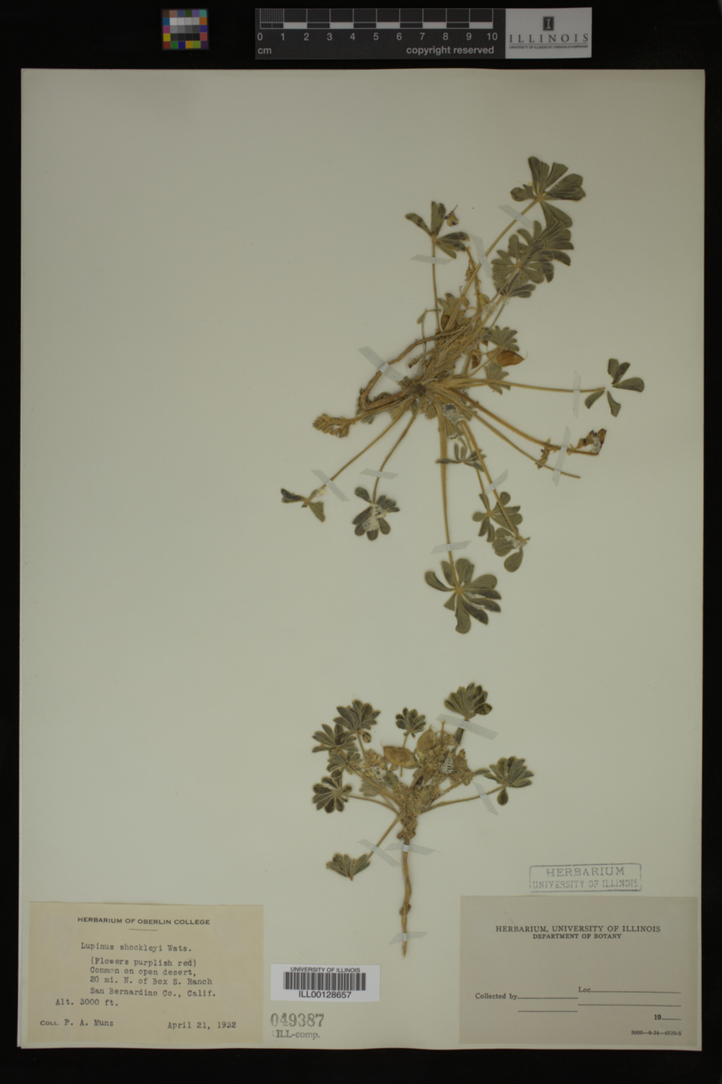 Lupinus shockleyi image