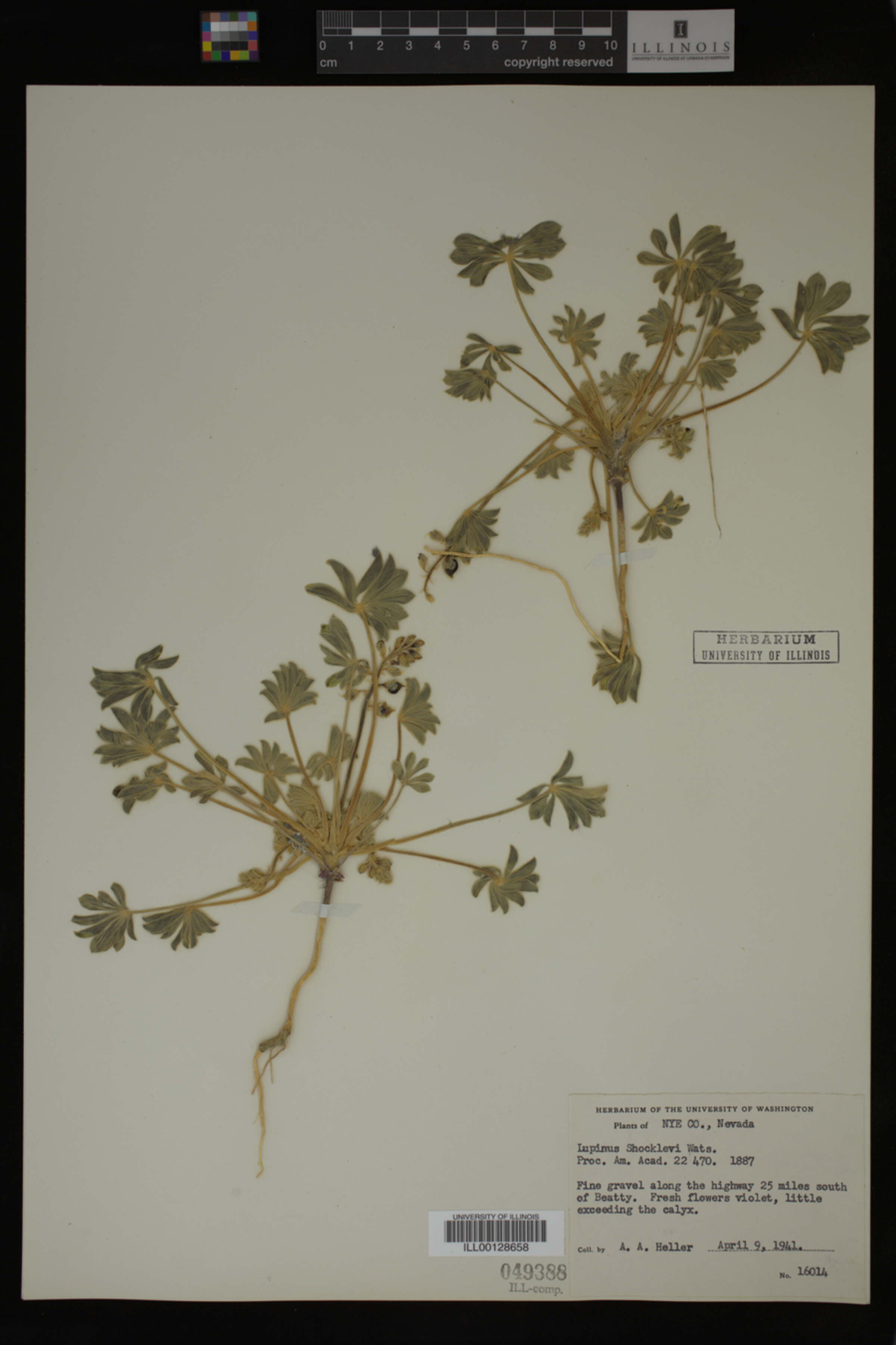 Lupinus shockleyi image